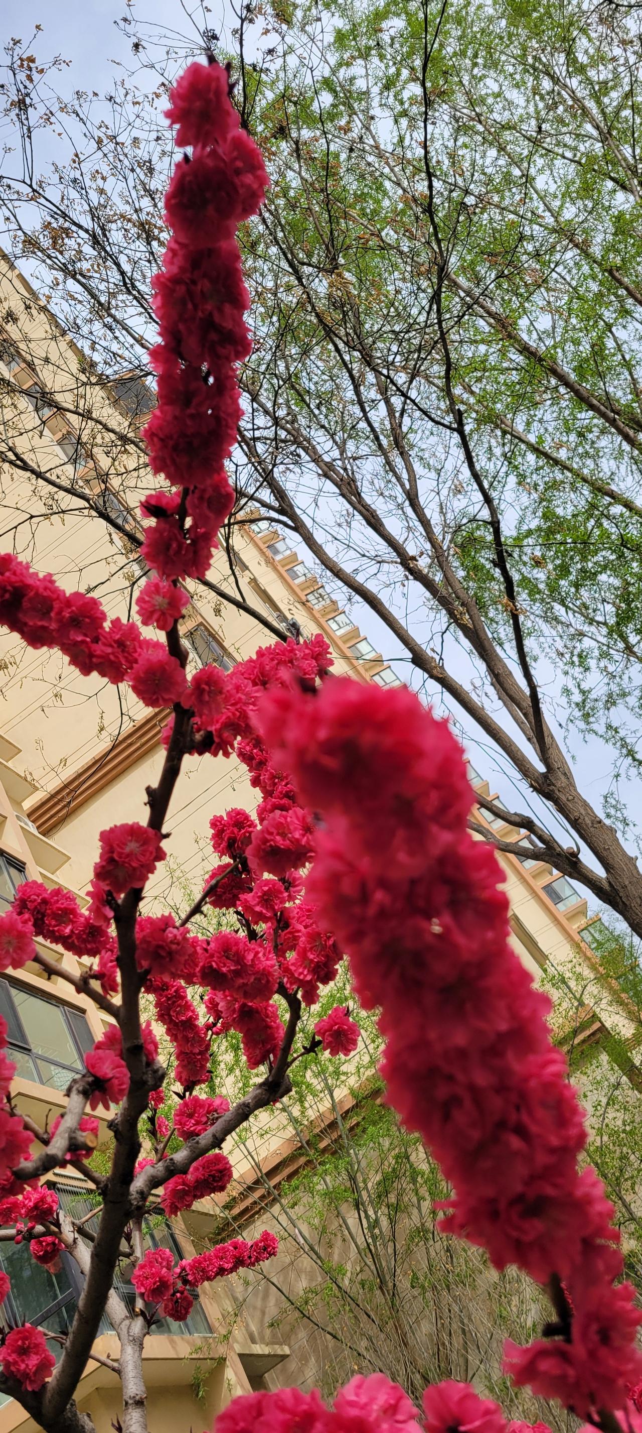 早上出去锻炼，小区的桃花开得红红火火，十分养眼，顿时想起了《诗经》中的名句：桃之