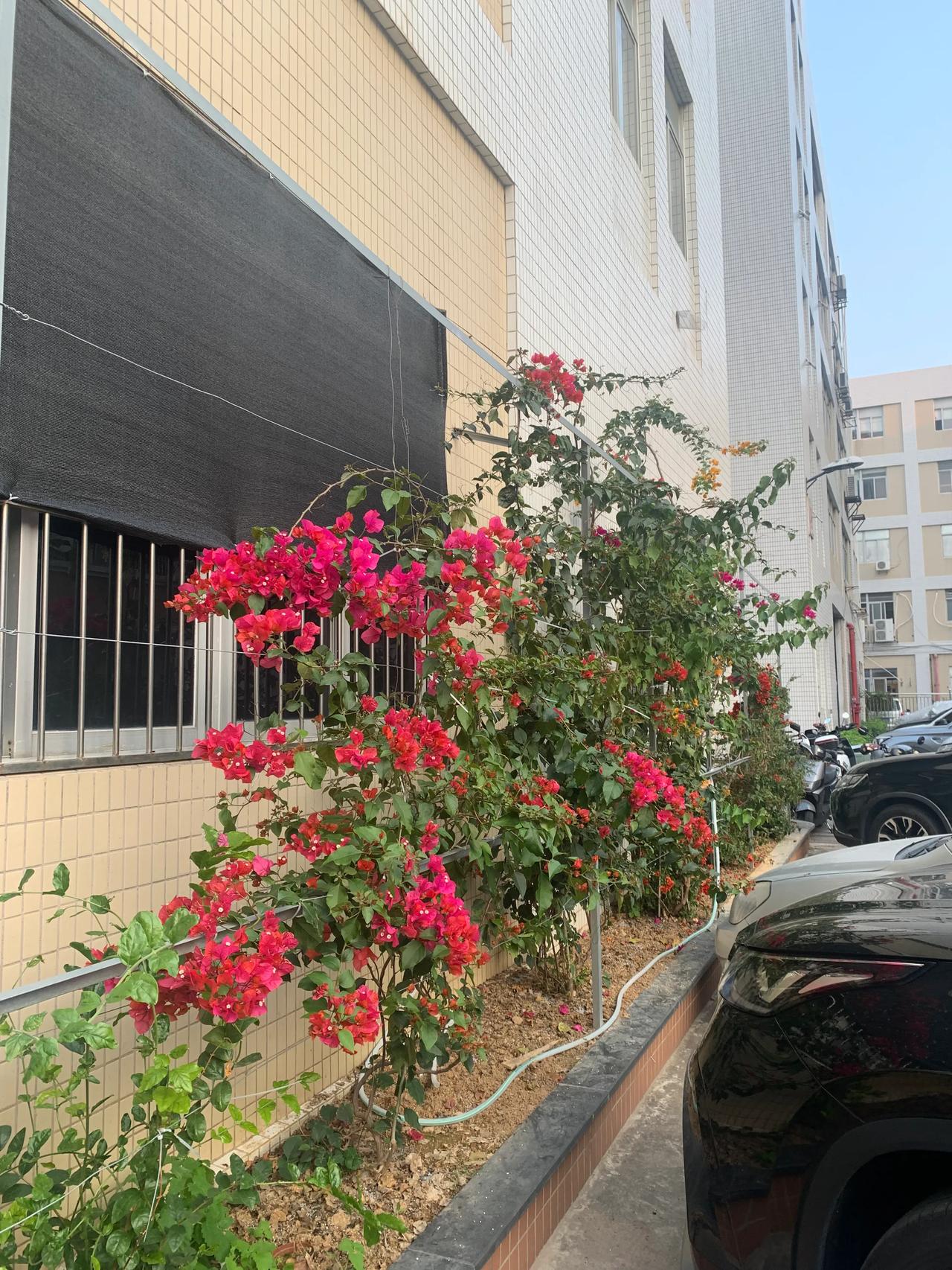 不必张扬，也不必喧哗
你只是顺着墙头慢慢攀爬
把心事，开成一簇簇淡紫与浅红

我