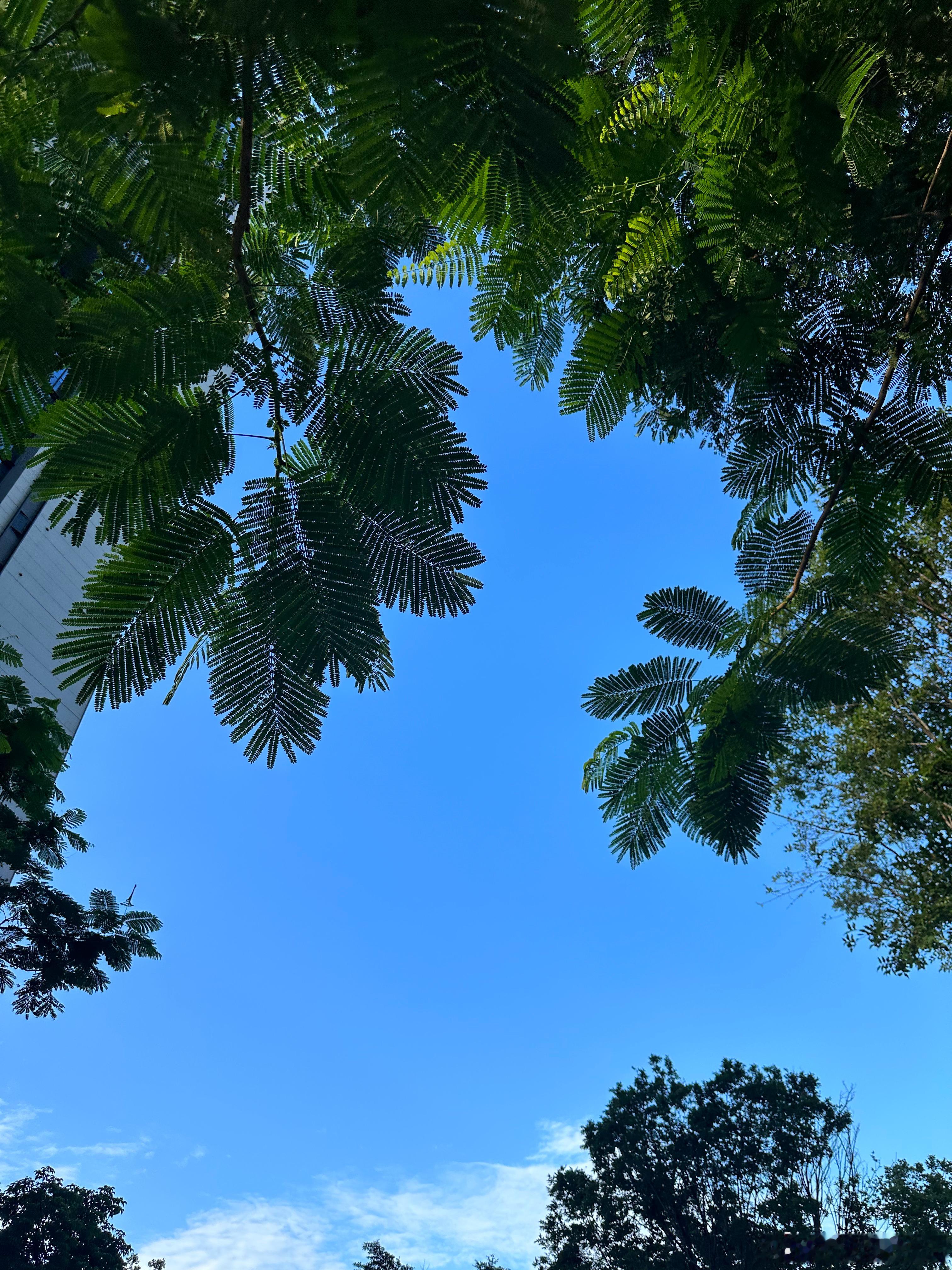 生活每天都是限量版努力使每一天都开心而有意义好的运气从清晨开始愿你晨里有微笑，笑