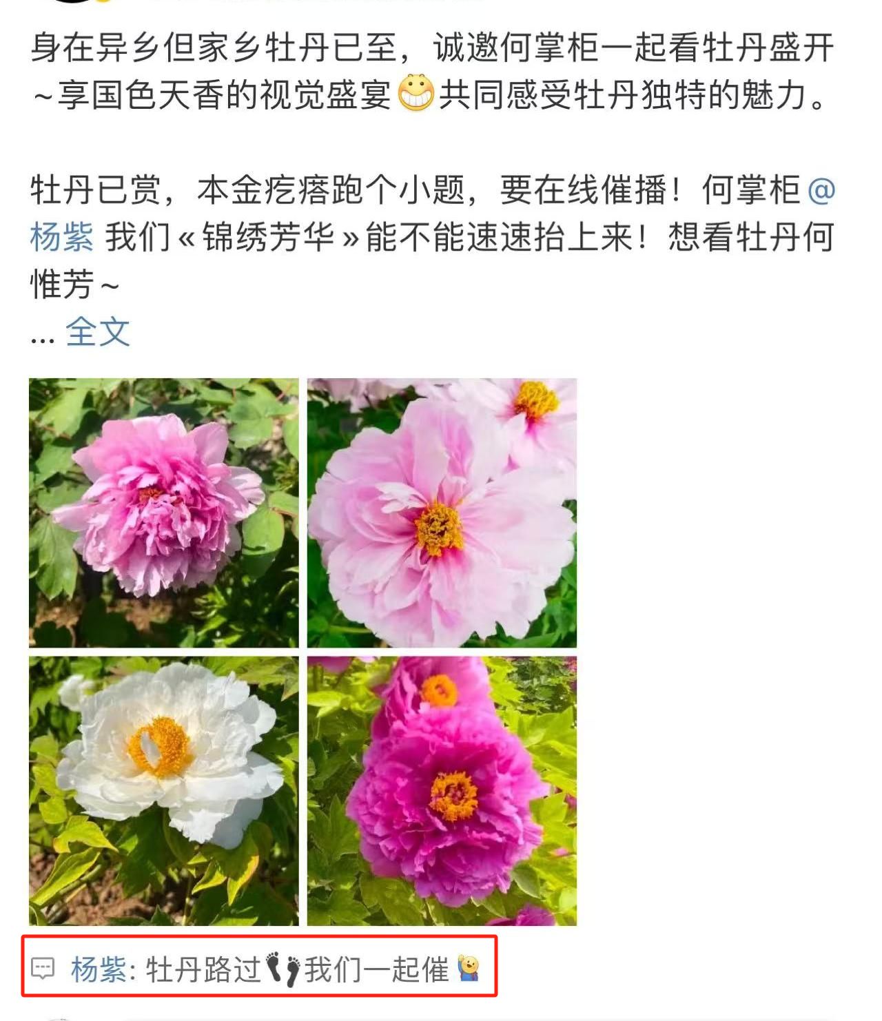 杨紫和粉丝一起催锦绣芳华评论粉丝晒牡丹花催播《锦绣芳华》的帖子，说“牡丹路过👣