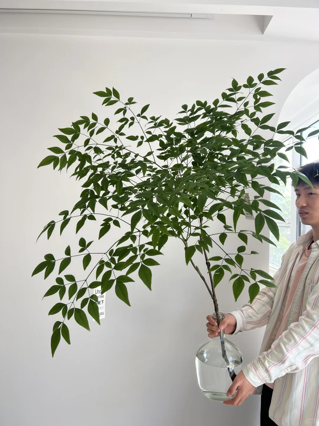 适合秋季养护的室内绿植🪴小森林南天竹