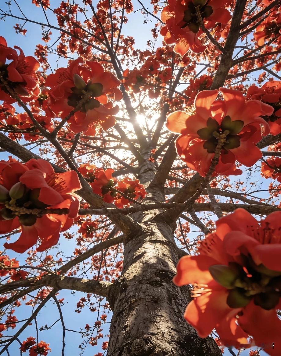 木棉花（英雄花）的核心花语如下：
 
🔥 英雄气概（最核心）
 
- 象征勇敢