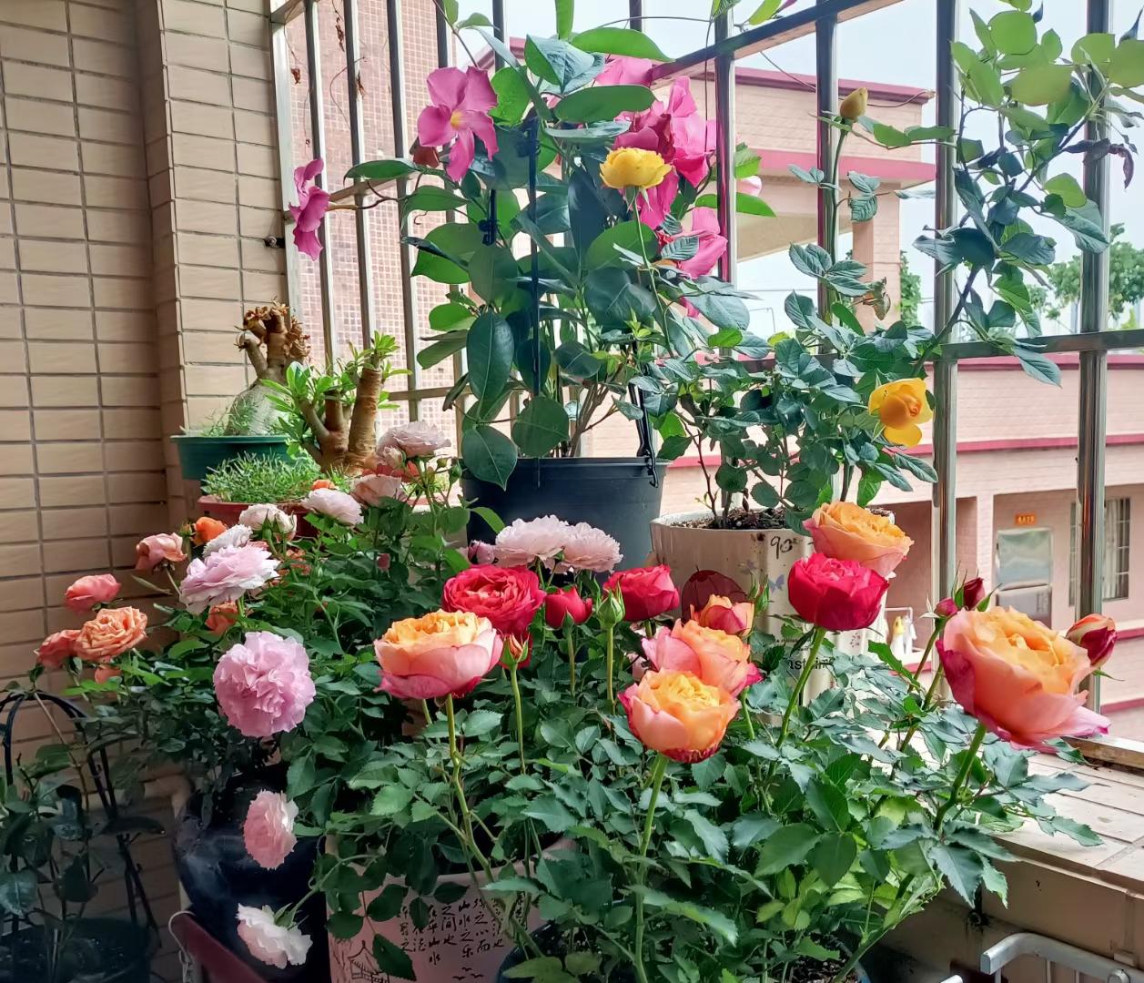 分享手机随拍的花草这些就是我在佛山农村租房的阳台上种的花，我这里就只有玫瑰花，菊