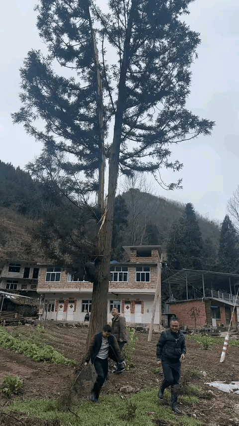 难怪老人告诉不要在大树下躲雨。以后一定要记住了。