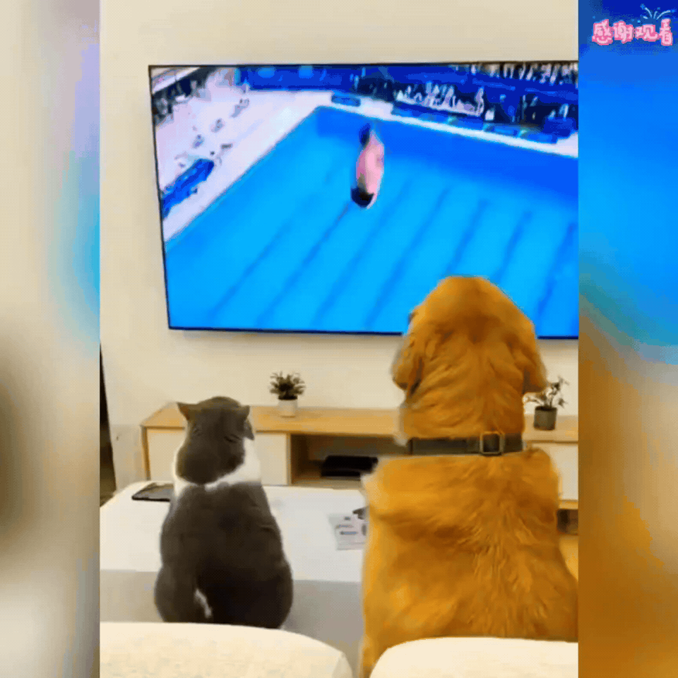这画面我能笑一年！
金毛和猫咪并排坐，正全神贯注盯着电视里的跳水比赛，金毛看得入