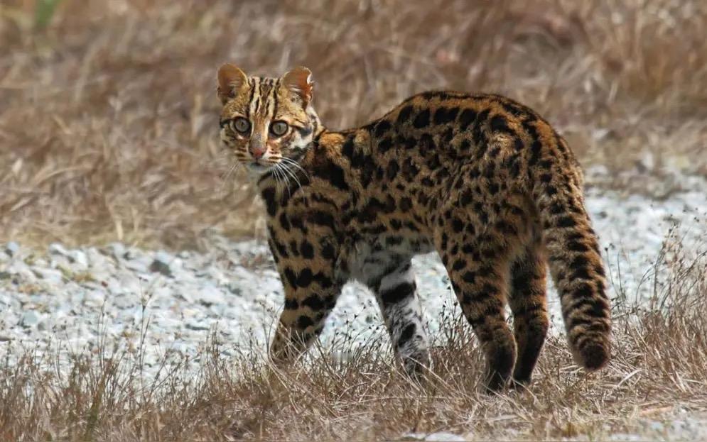 真相令人震惊！中国汉代之前养的家猫不是现代家猫，而是豹猫！现代家猫是唐代前后沿丝