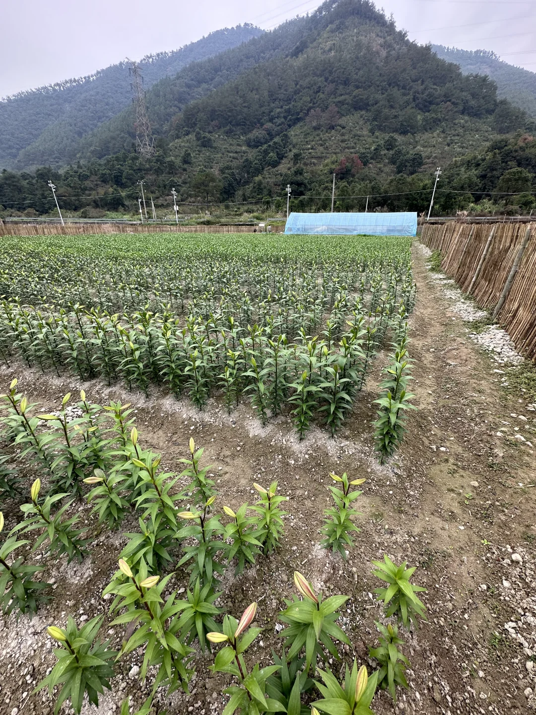 一周之内可以开8垄铁炮卡里，这8垄是长芽球