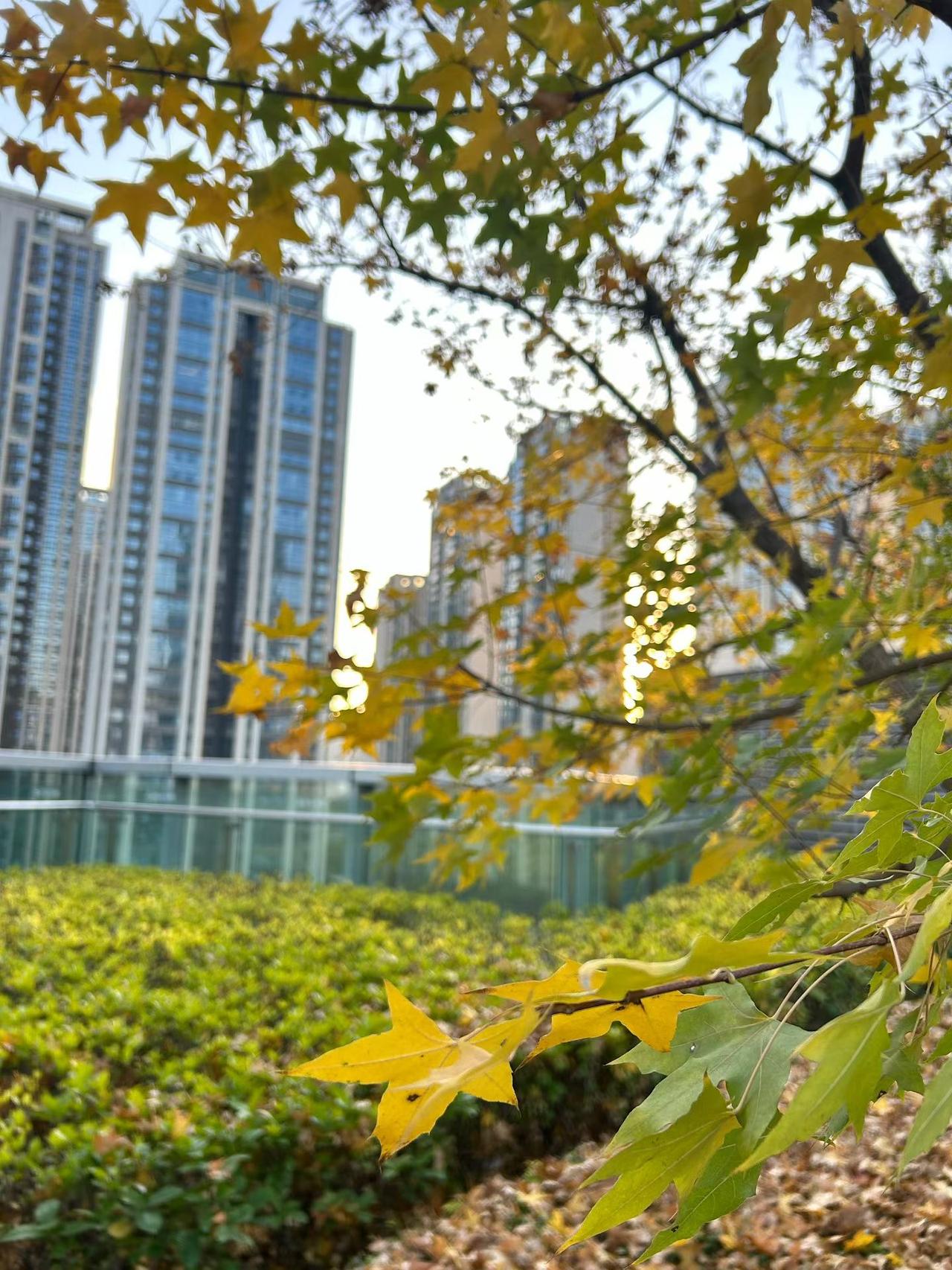 昨天成都天气太给力了。初冬时节，难得晴空万里，艳阳高照，人的精神也格外好。

走