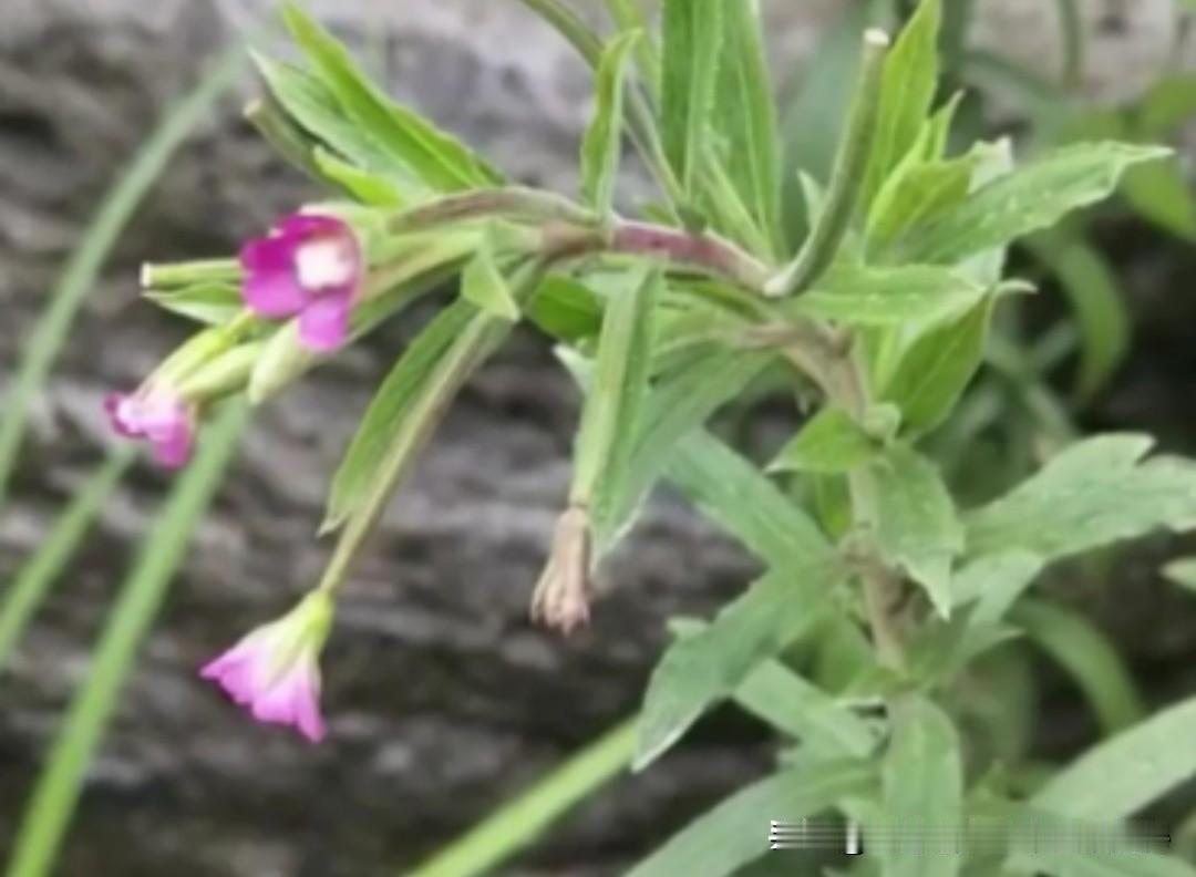 乡村夏季雨纷纷时节时，又到了吃野菜柳叶菜的时候了。田间地头采摘嫩苗做汤吃，挺好的