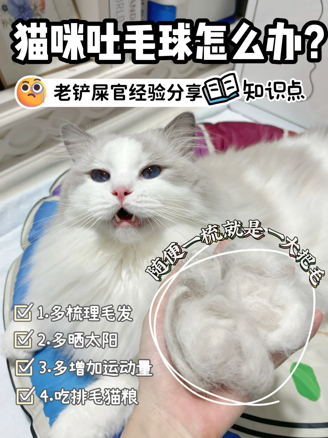 🆘！猫咪吐毛球怎么办？自家经验分享