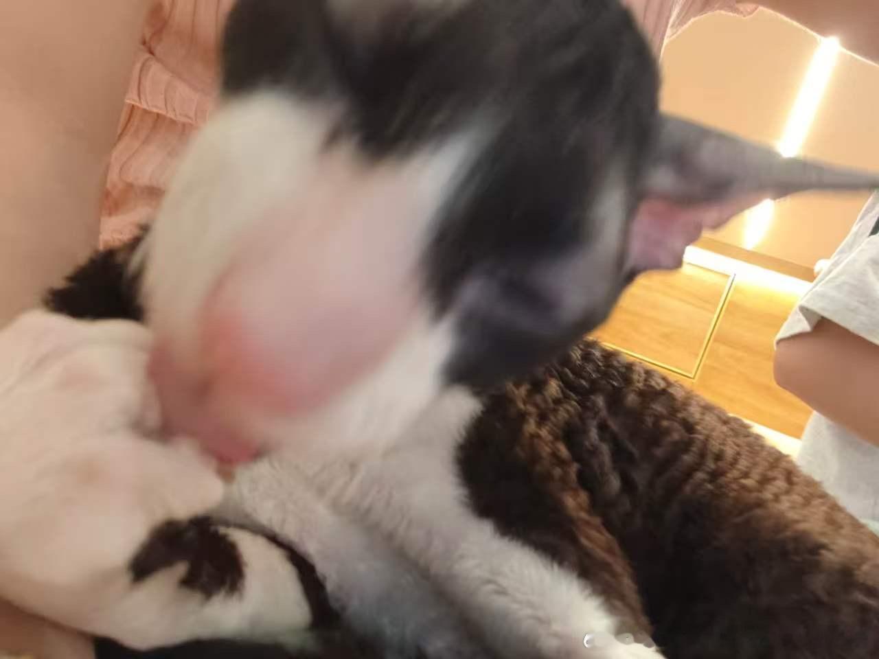 50823【丑猫】朋友拍的，俩宝宝一个像我外星老家的老乡一个状若模糊黑白大冬瓜¯