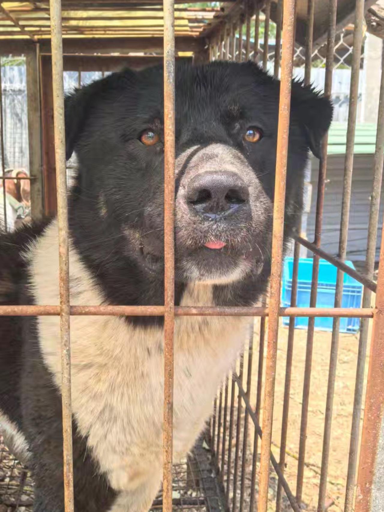 这条太行犬的眼神直接而大胆，专注力也够，兴奋度不会低，给人一种正直的感觉，它绝不