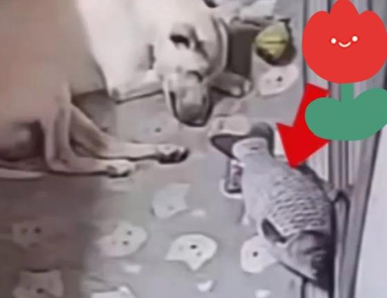 畜生永远是畜生！2024年媒体报道，黑龙江一女子躺下休息，头枕在了狗的玩具上，没