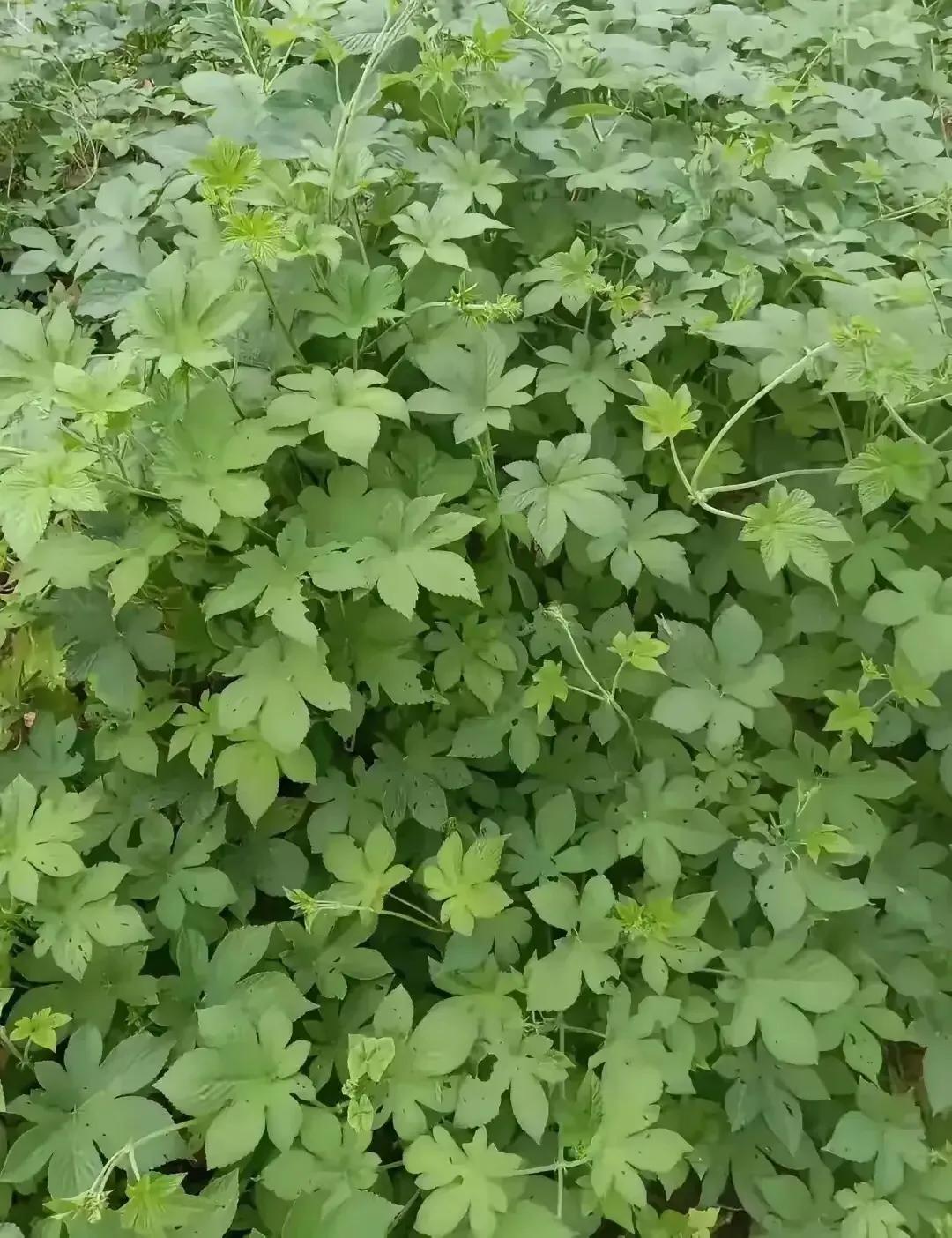 你们那方言管它叫啥