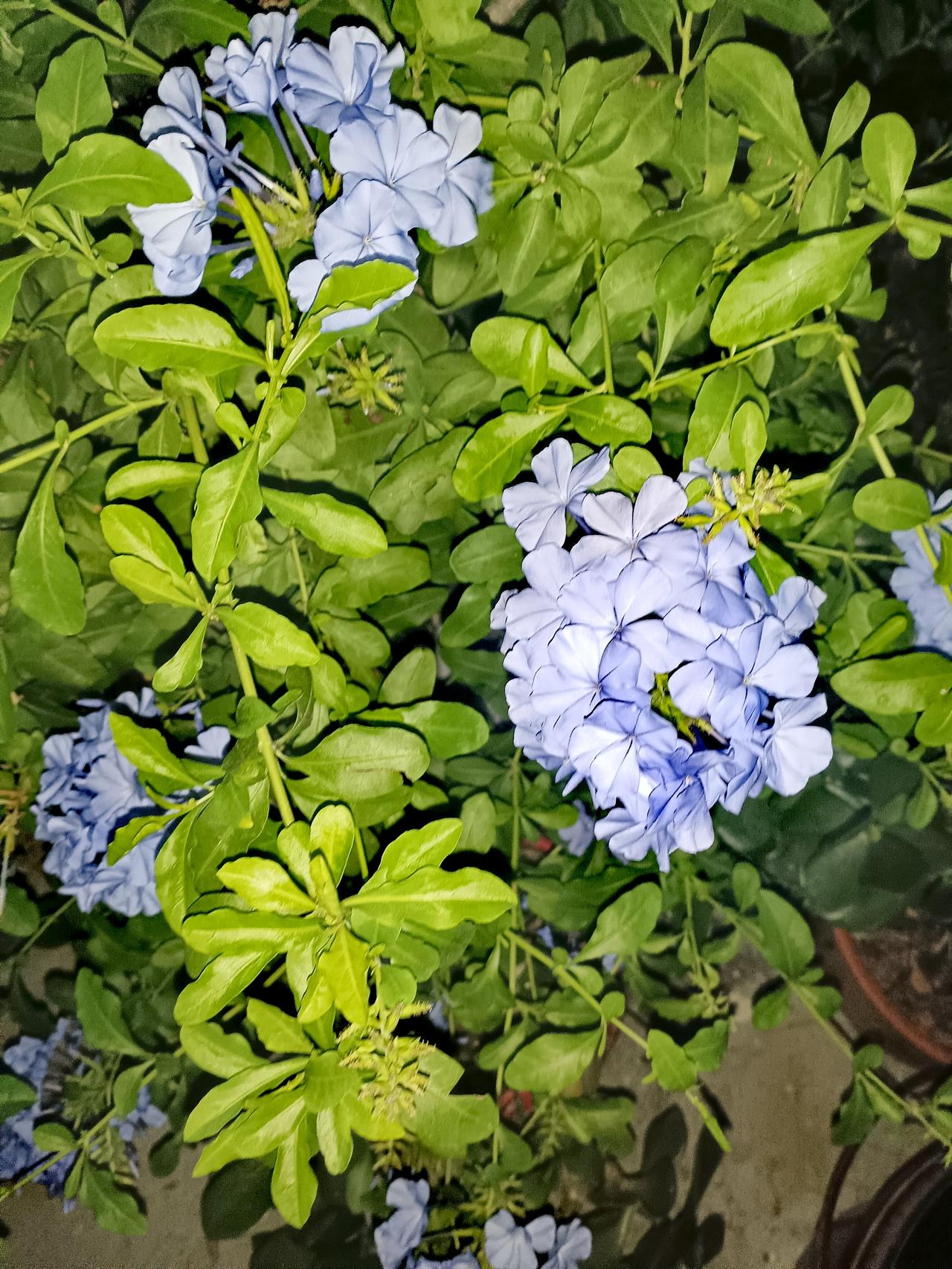 淡雅的蓝雪花，蓝色花朵簇拥在翠绿枝叶间，如夜空中的星子般清新脱俗，静谧中透着温柔