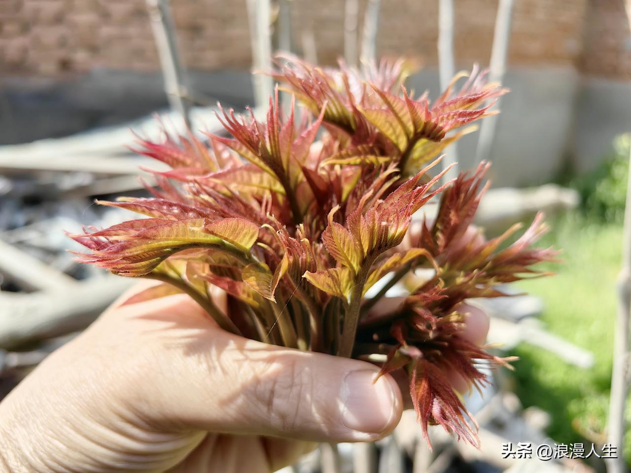 香椿发芽了，我最喜欢吃刚发芽的香椿，大家肯定也喜欢，因为最近的价格每斤30元，这