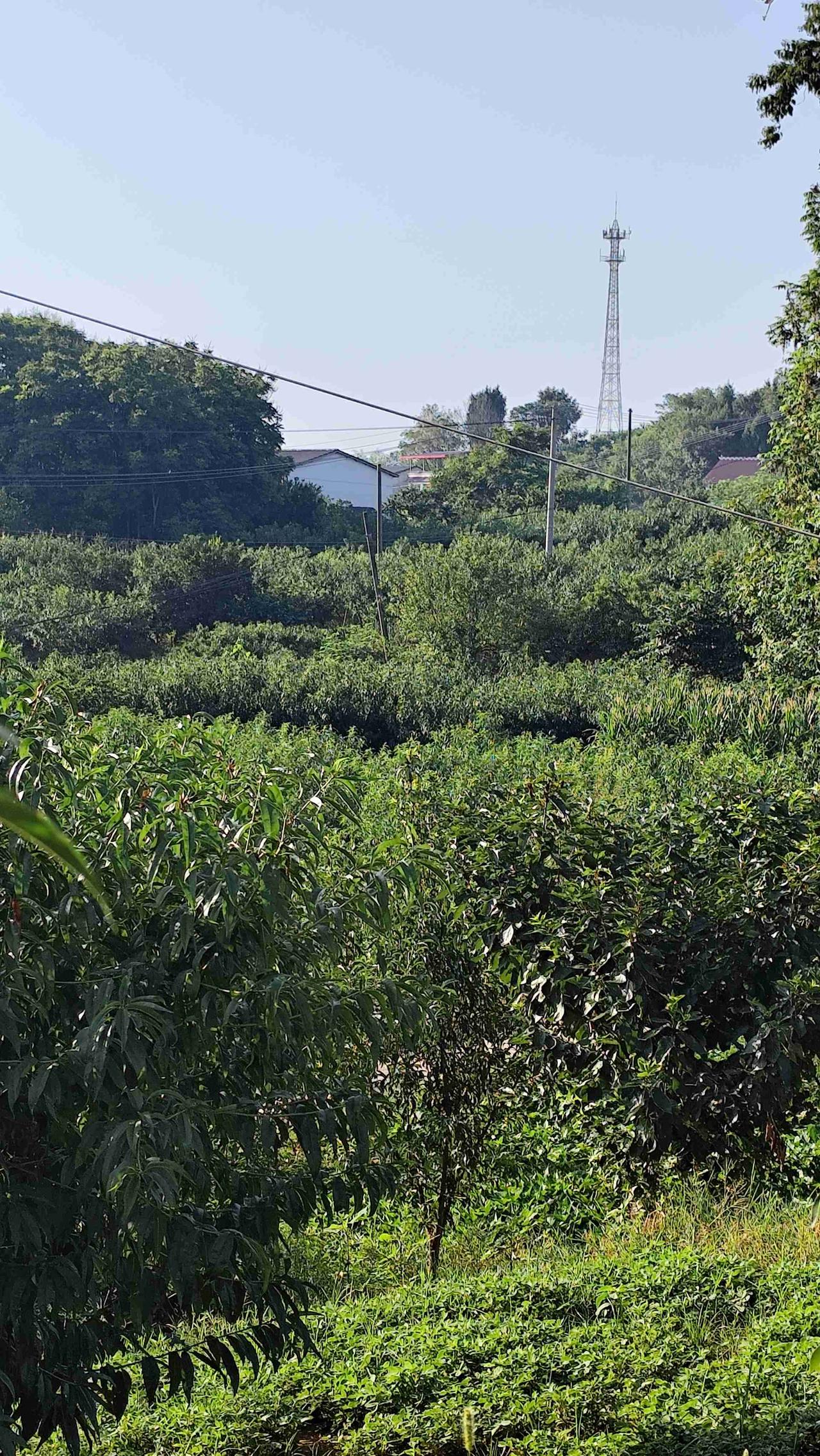 我的今日状态：😁轻松愉快
我这里的天气：☀️晴天