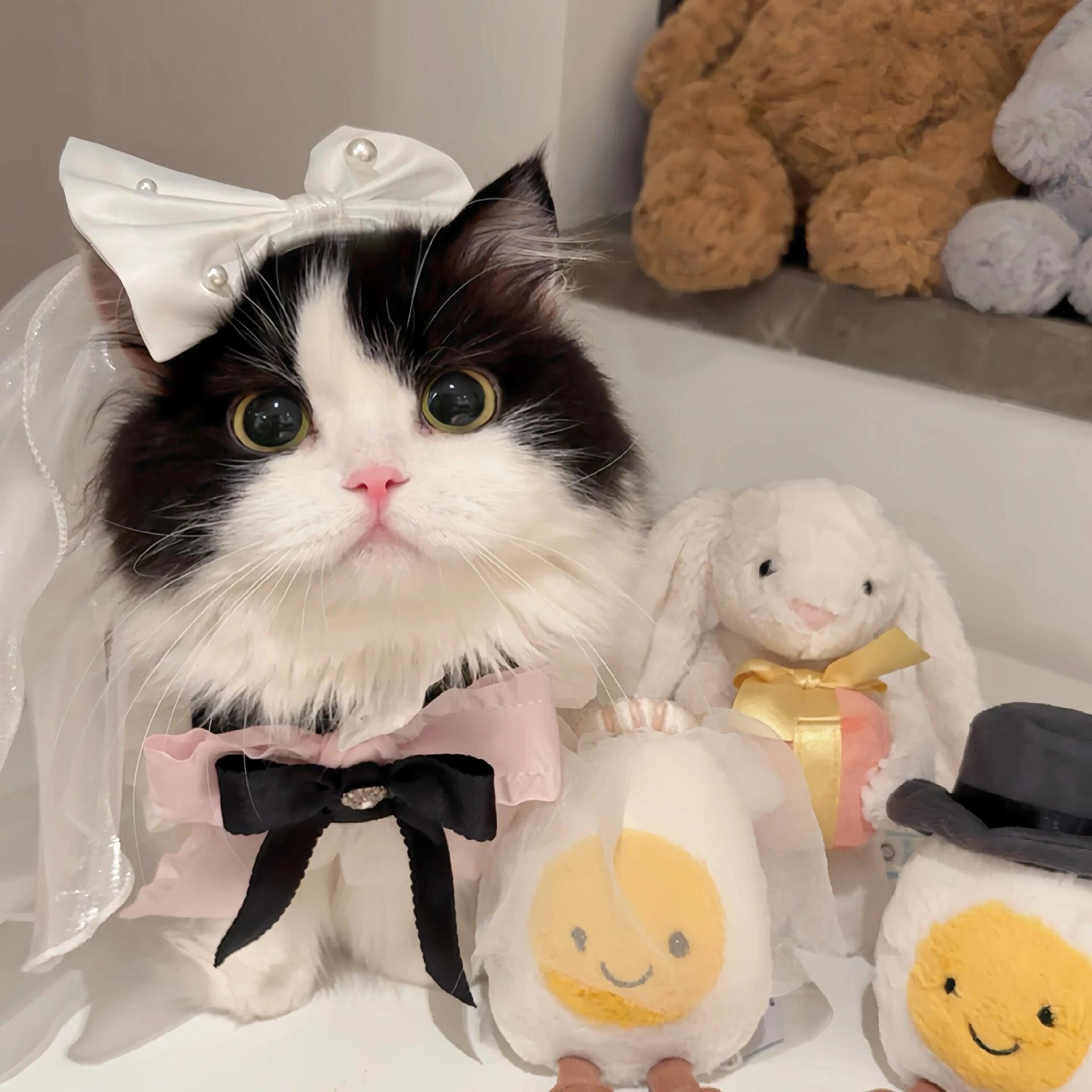 猫咪情头｜情侣头像(៸៸᳐◜𖥦◝៸៸᳐)੭ﾞ咪是天下最幸福的咪 