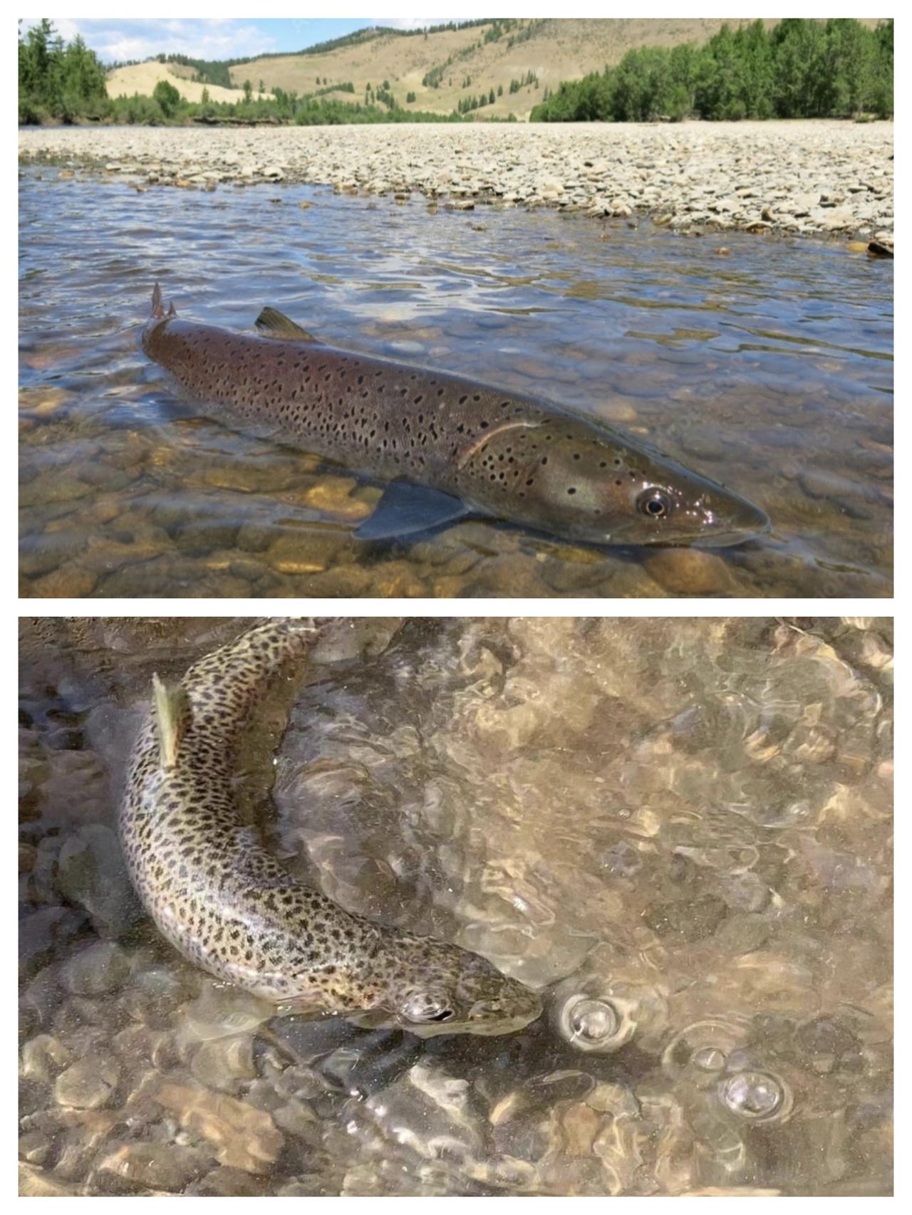 如果钓到这种鱼能吃吗？

答案：不能吃！

因为这是川陕哲罗鲑，是中国特有的大型