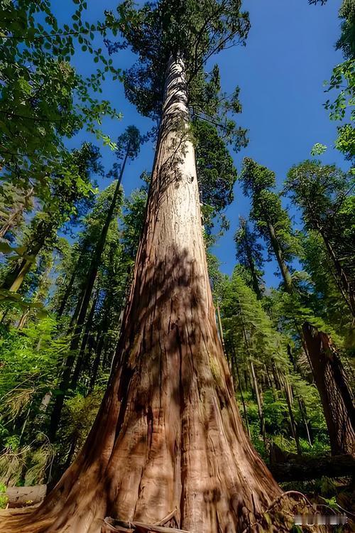 上联：水深千尺终有底，诚邀下联：树高万丈不离根