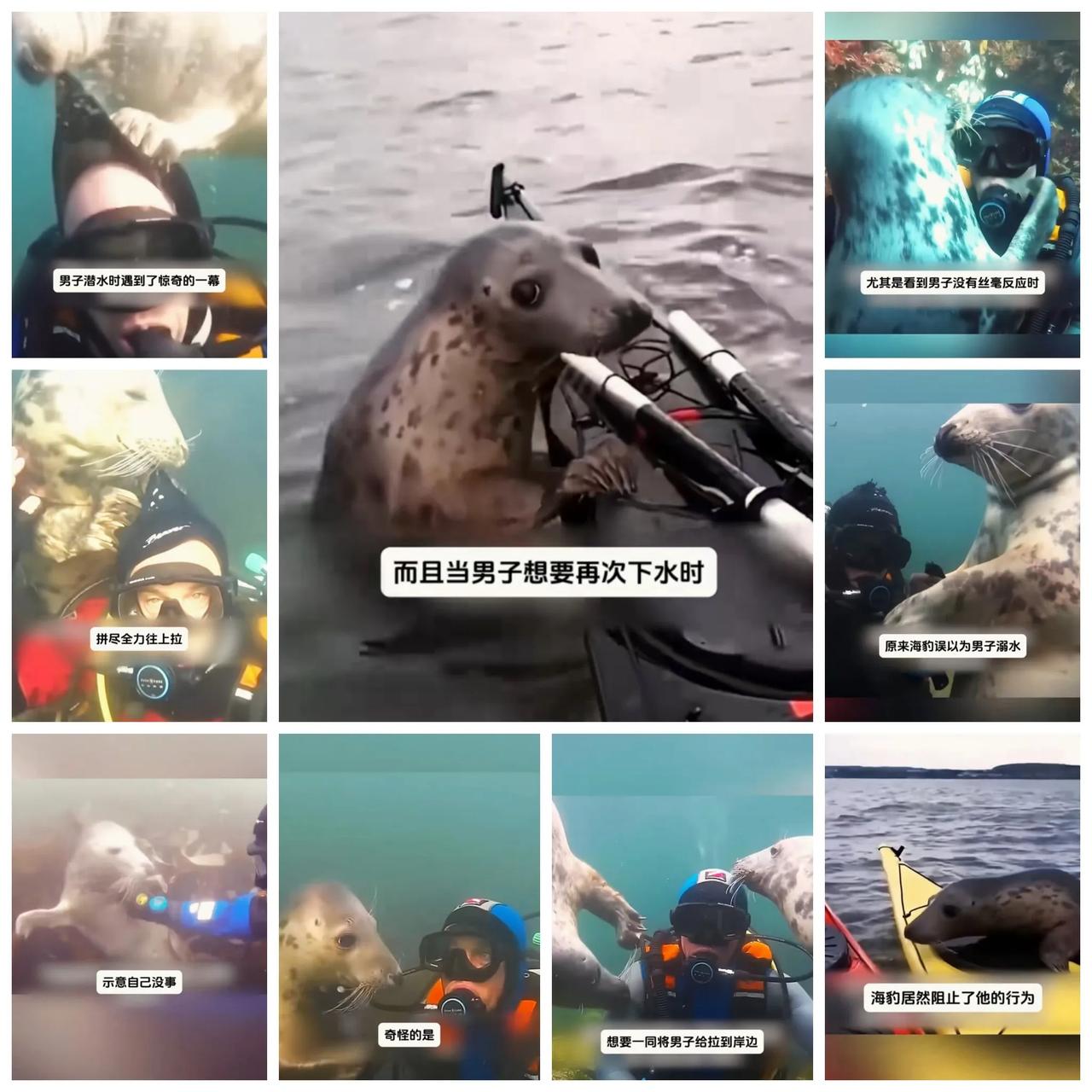 来着海豹纯洁的善意，他感动了。

这个外国男子在一片清澈漂亮的海域潜水，深海里景