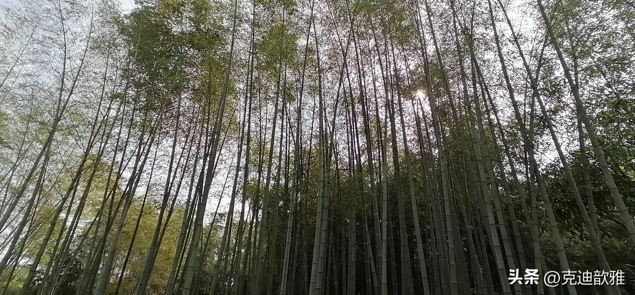 这几天，我们家可以说是虚惊了一场。
昨天大弟弟做了个检查，说他颈部那根血管问题不