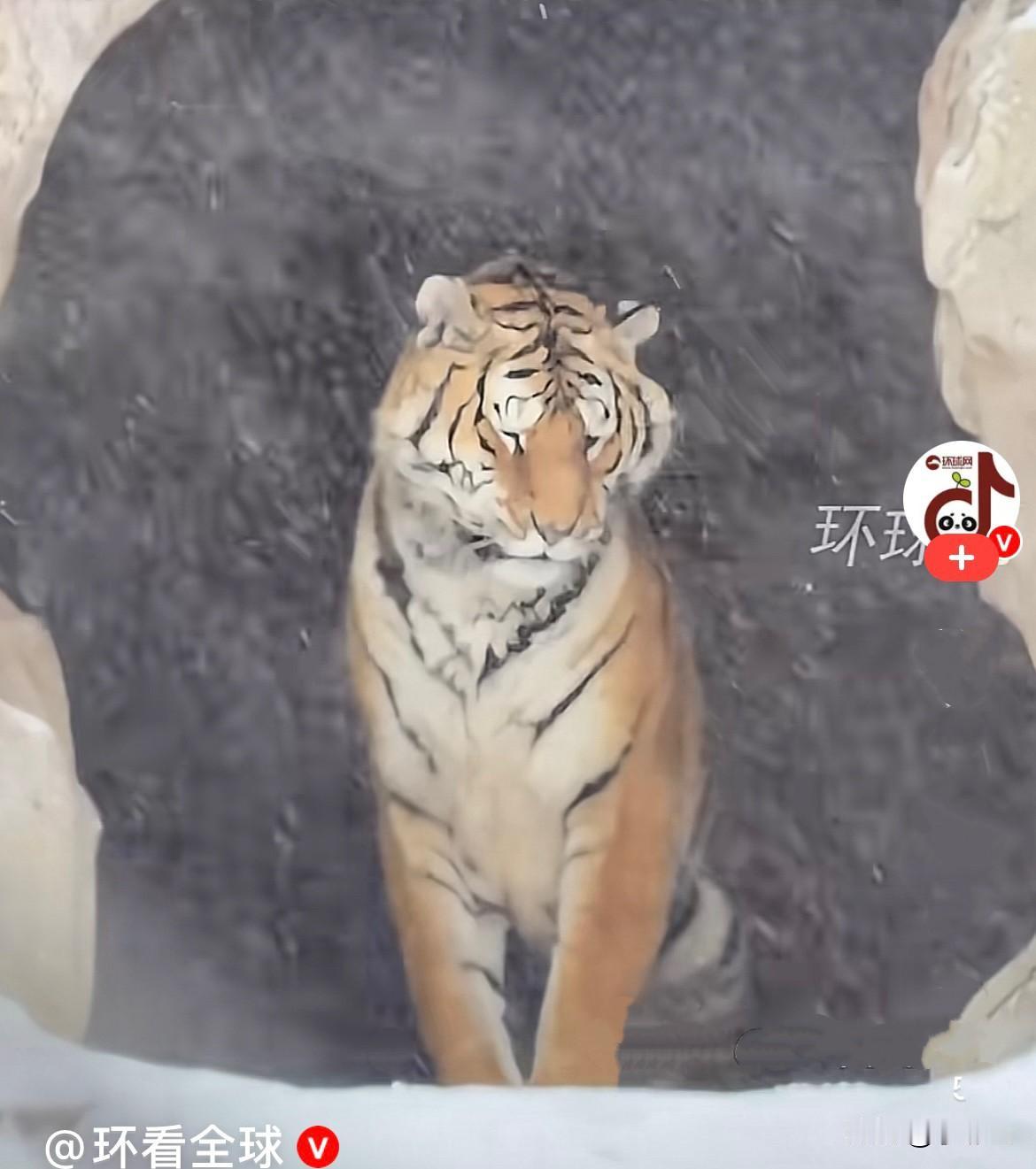 近日，黑龙江牡丹江大雪纷飞，东北虎林园里的老虎早晨一出洞口，看到外面的雪那么大，