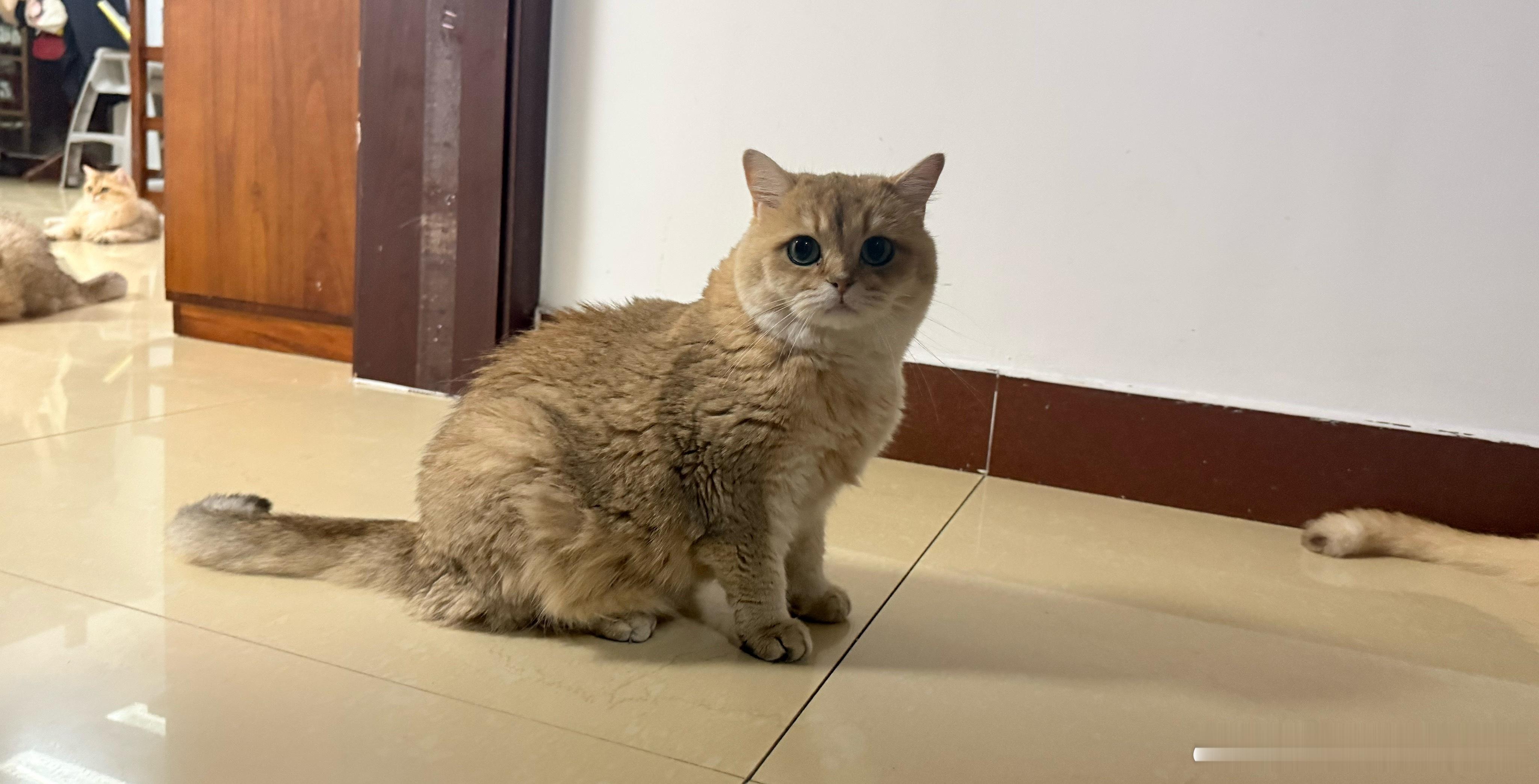 好奇心超强，都来围观我萌宠猫咪