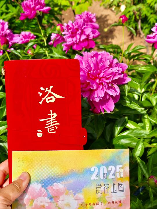 来洛阳第一件事‼️拿下属于洛阳的洛书～