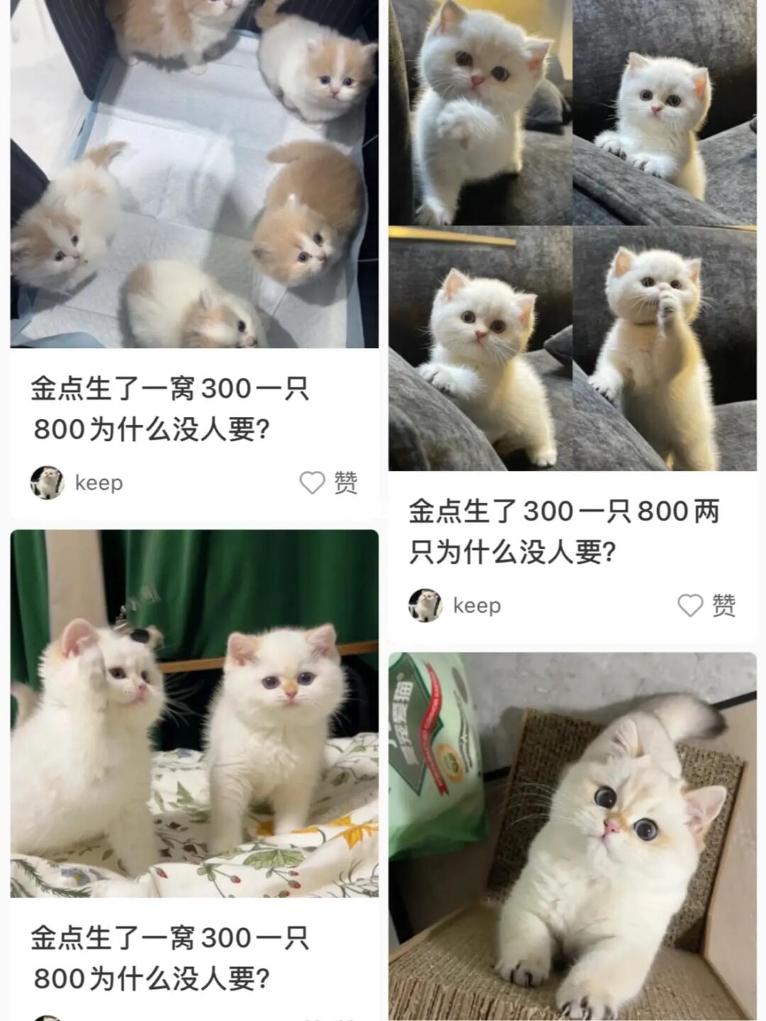 不要网上买猫……