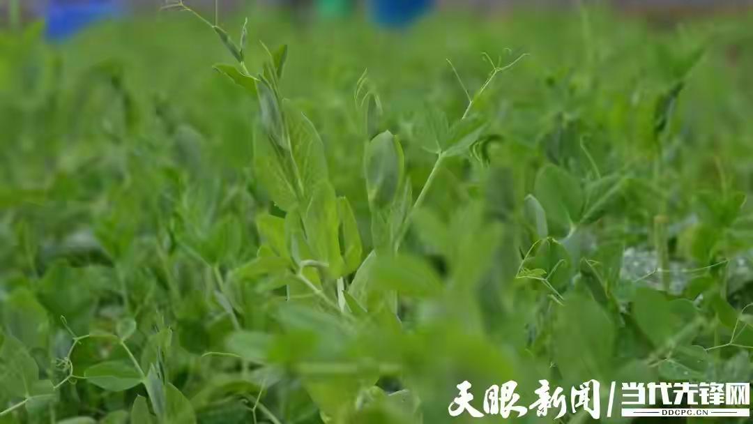 贵州龙里豌豆尖天价逆袭！320元一公斤的“豆贝”凭什么征服北上广贵妇的餐桌？
