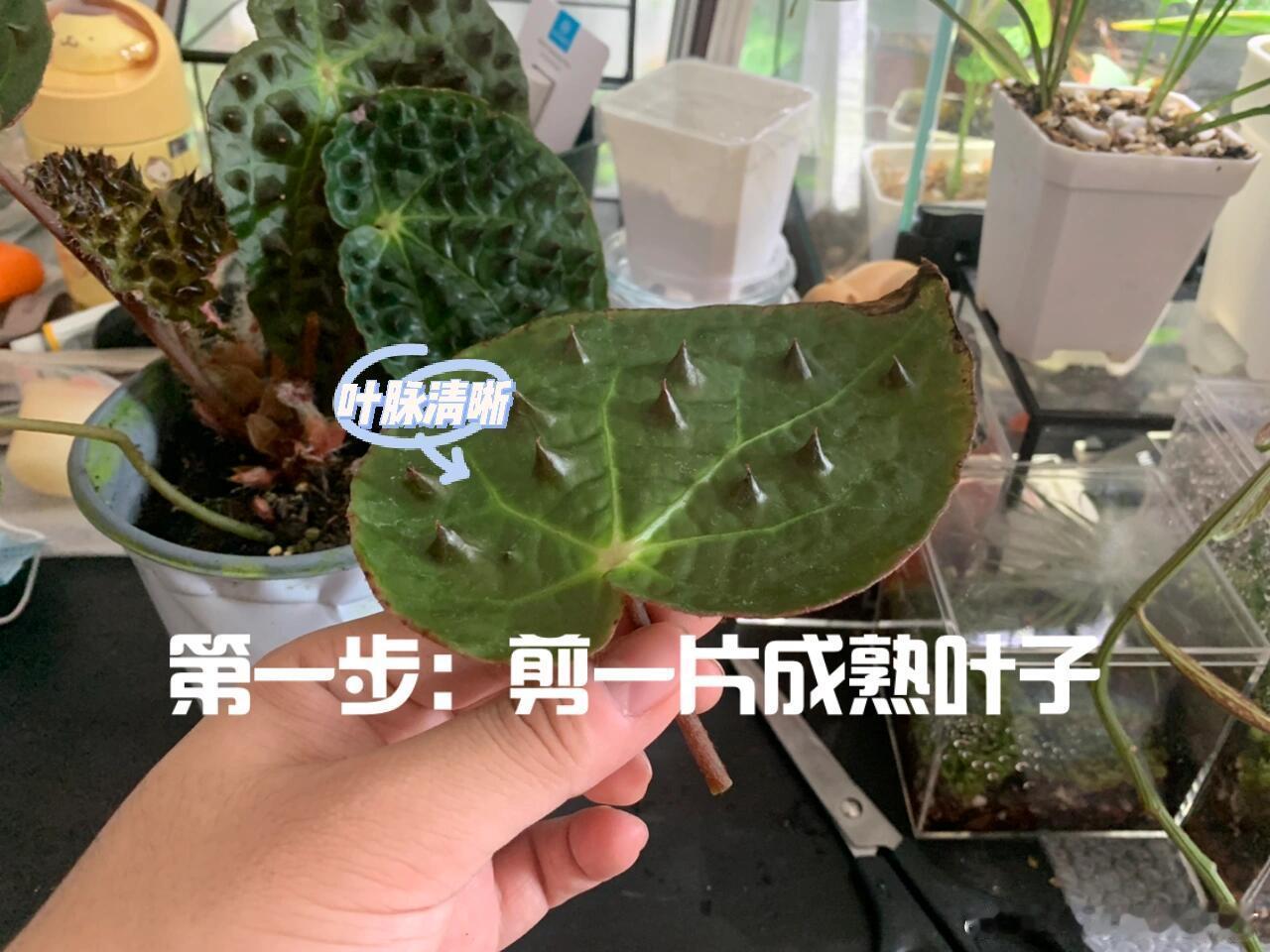 秋海棠能有多少种样子 从陆游唐琬的沈园往事，到千年诗词里的断肠情愫，秋海棠以不同