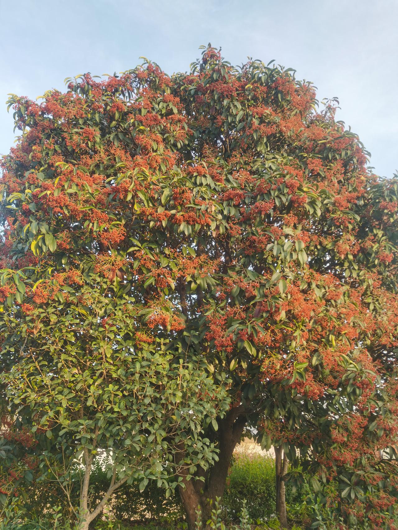 老冬青
 
楼前的老冬青又红了，一簇簇果实在初冬的风里晃着，像谁打翻了糖罐，把琥