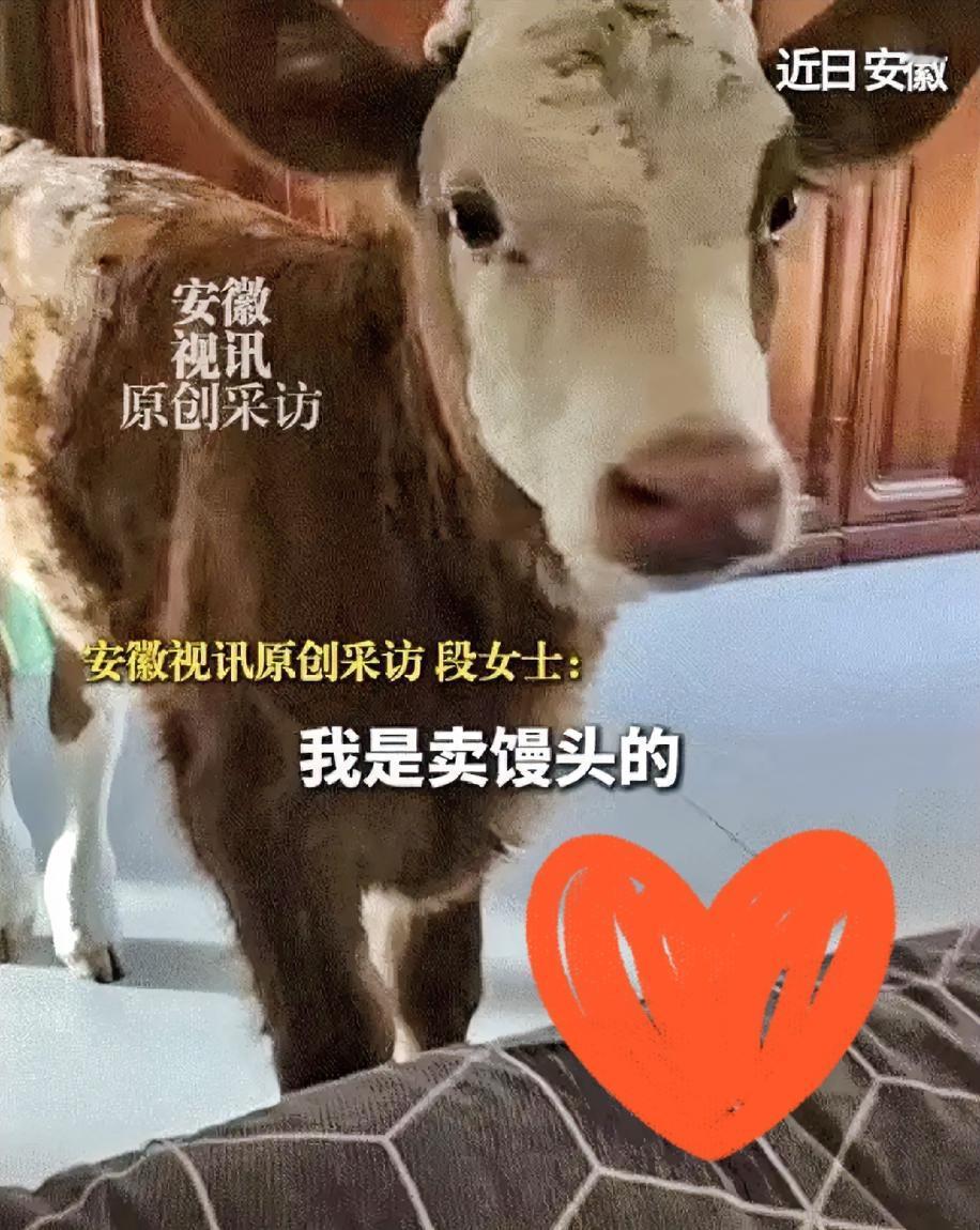 感动了！安徽一卖馒头的大姐，路过一家屠宰场时，撞见一头新生小牛被取出后丢弃在了路