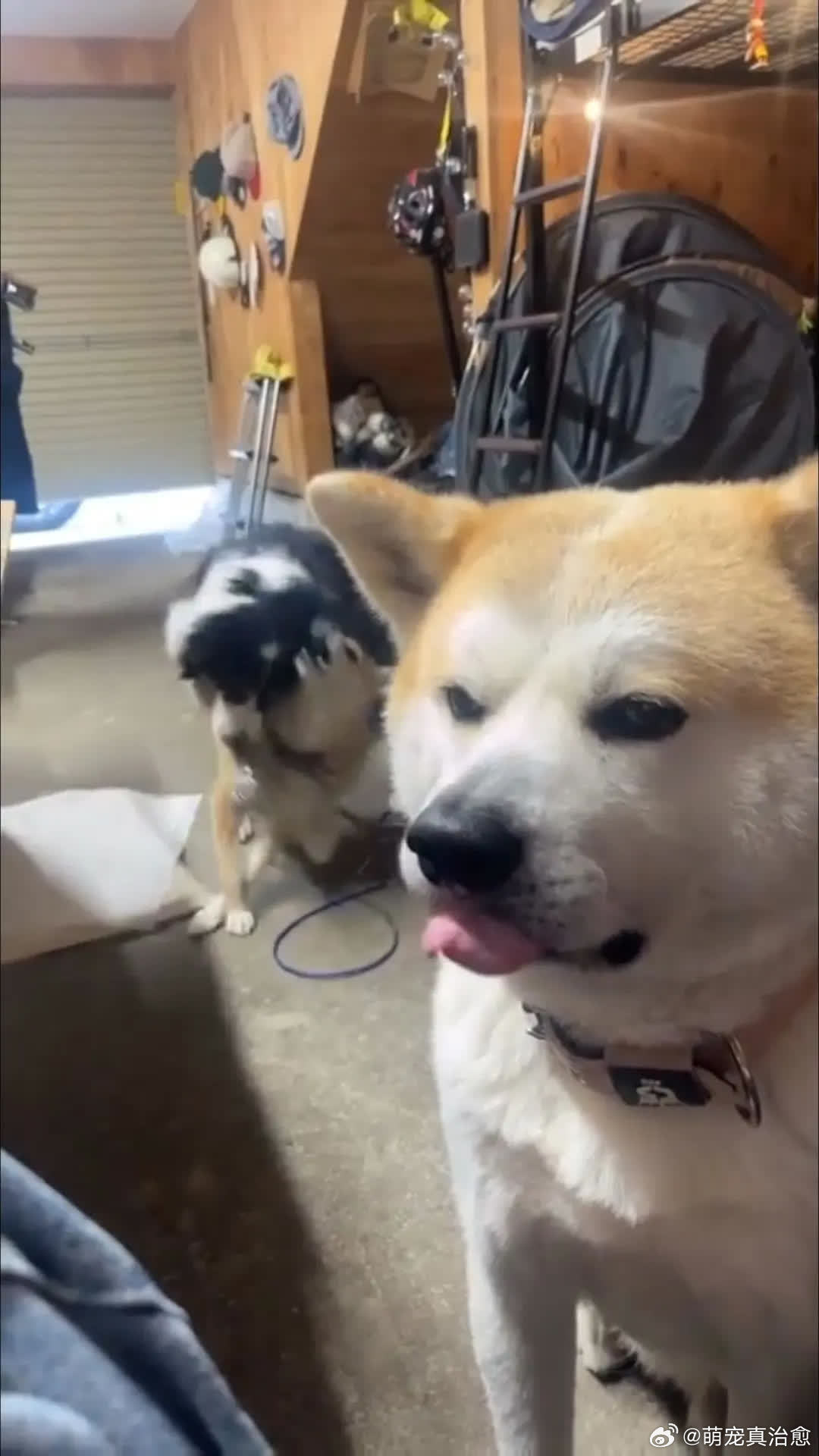 越多人靠近你，我就越想离开你萌宠宠物