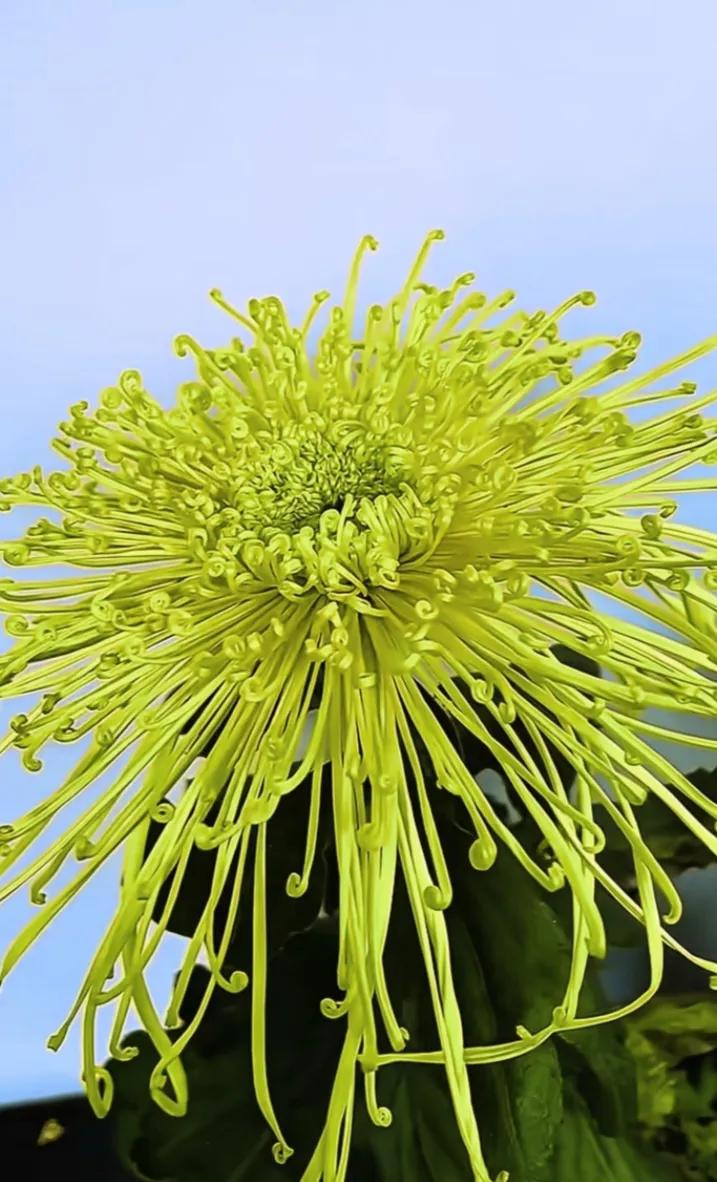 秋霜洒落，菊花盛绽，金瓣玉蕊傲立，于寒秋中独展风姿，清香幽幽飘散。风景 灼灼彩菊