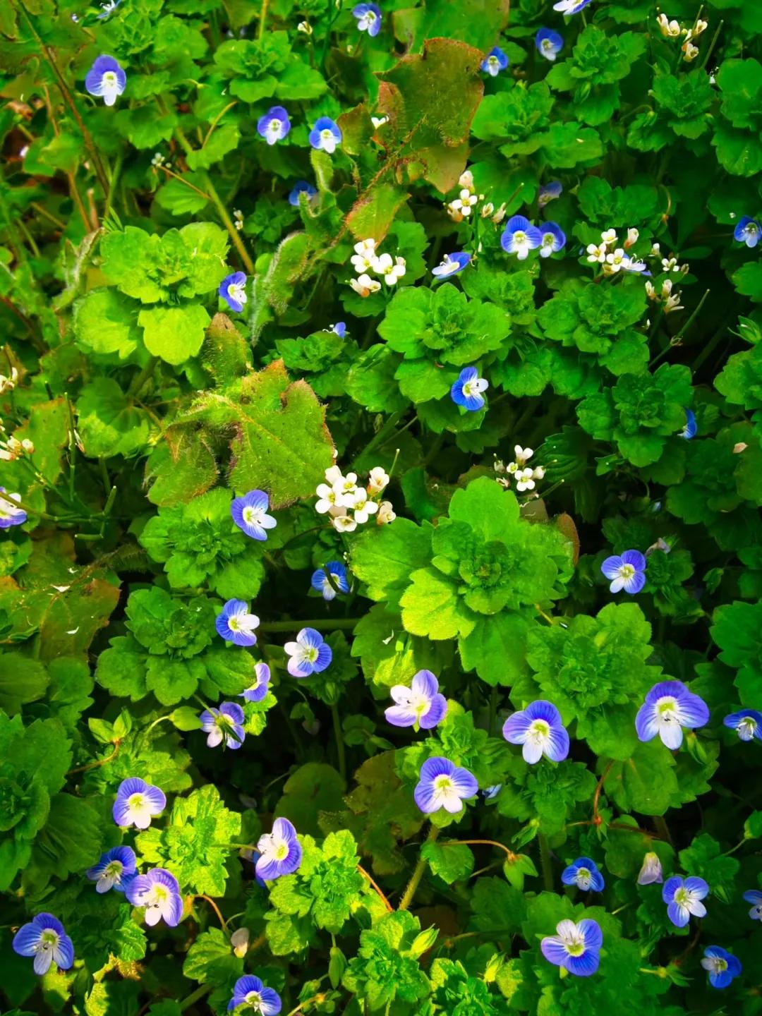 [微风]不知春[微风]
晨起出门遛个早，
公园风景还挺好。
柳绿鹅黄草青青，
思