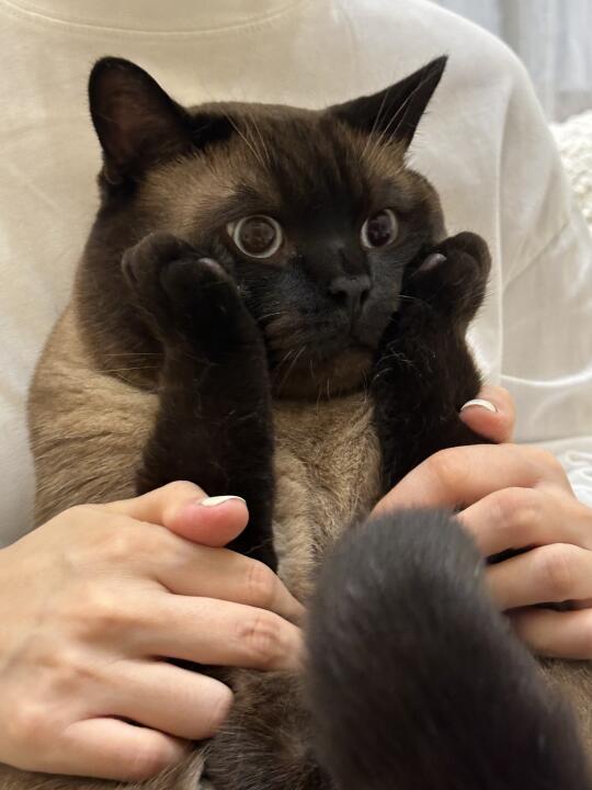 以防你没看过这么可爱的小猫咪🐈‍