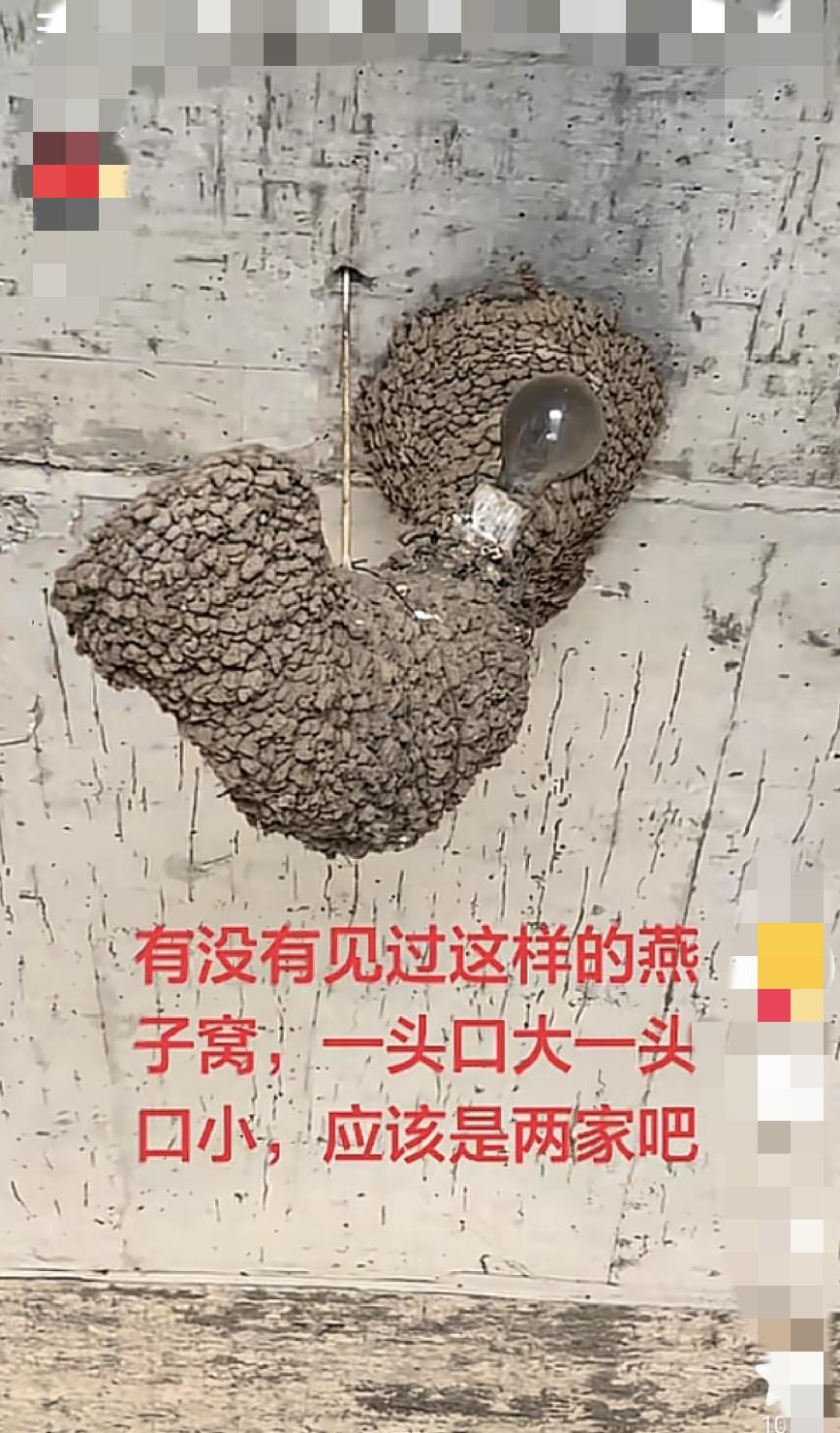 我感觉这个燕子窝有1米多高，磊这么大燕子窝，燕子有啥意义啊？
能住能下蛋就行了呗
