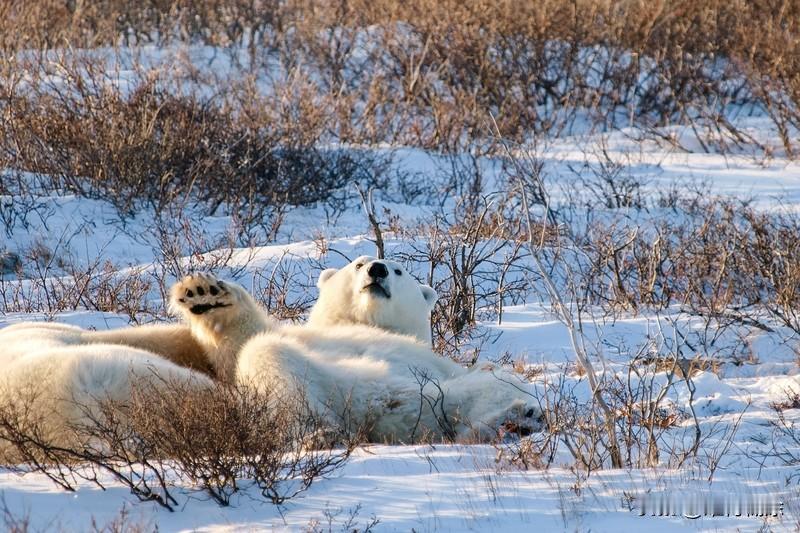 今年最难忘的出门经历，当属去皇家海洋基地馆那次。一进去就被雪白的北极熊吸引，还看