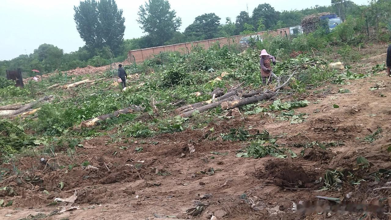 闲来无事，领着孩子去地里转转，看到之前种了好多树的地方正在伐木，这是要退林还耕的