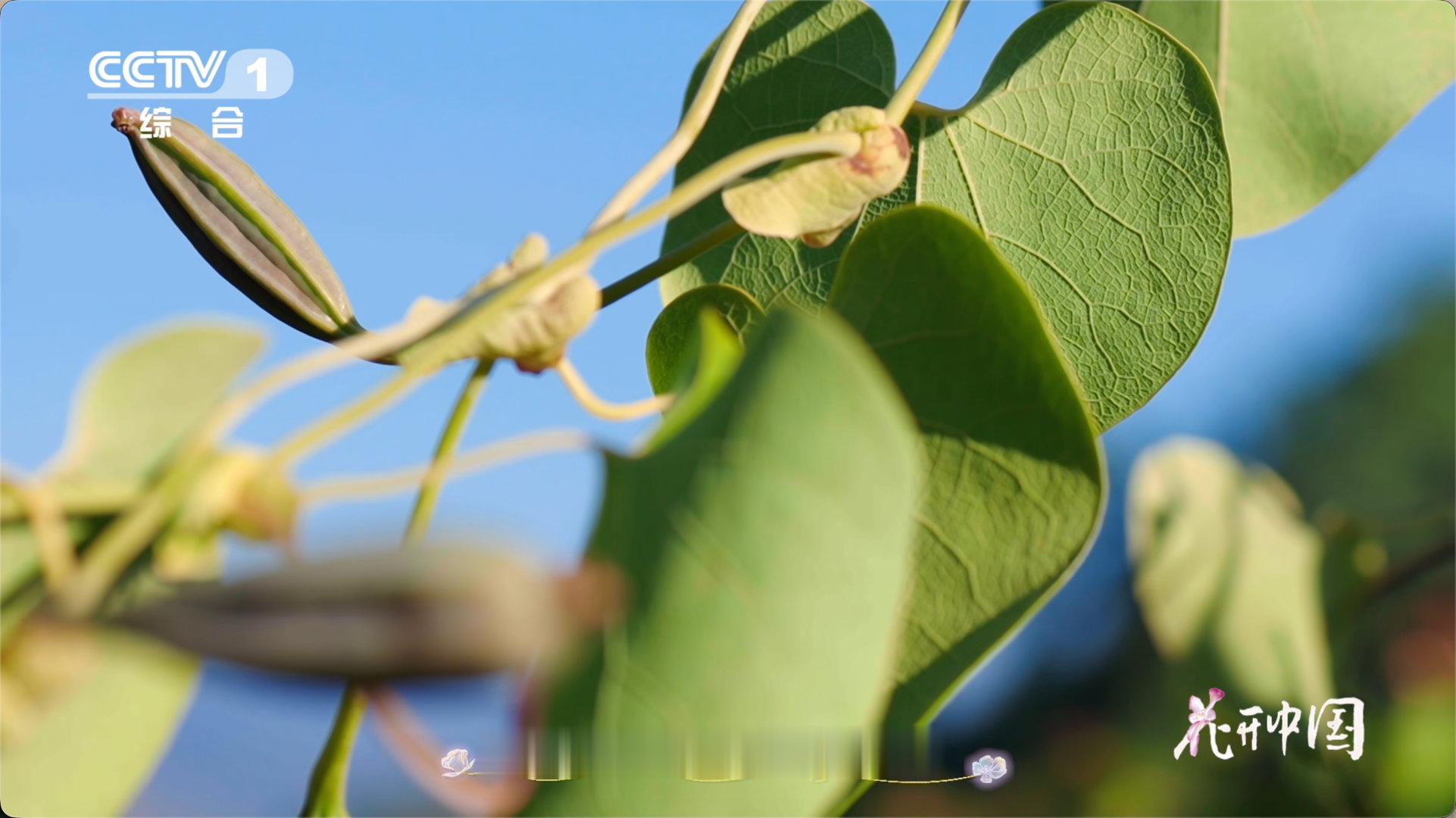 有点分不清是花还是小鸟了远看像麻雀近看是朵花 远远望过去枝上全是“小麻雀”，还纳