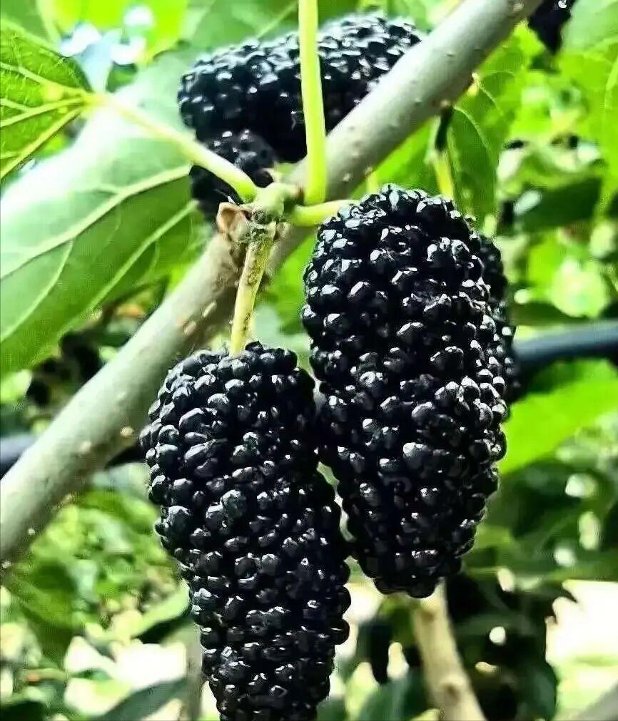 中药代茶饮降血压方

在前面的文章里有介绍中医药治疗降血压作用的经典验方，有的患