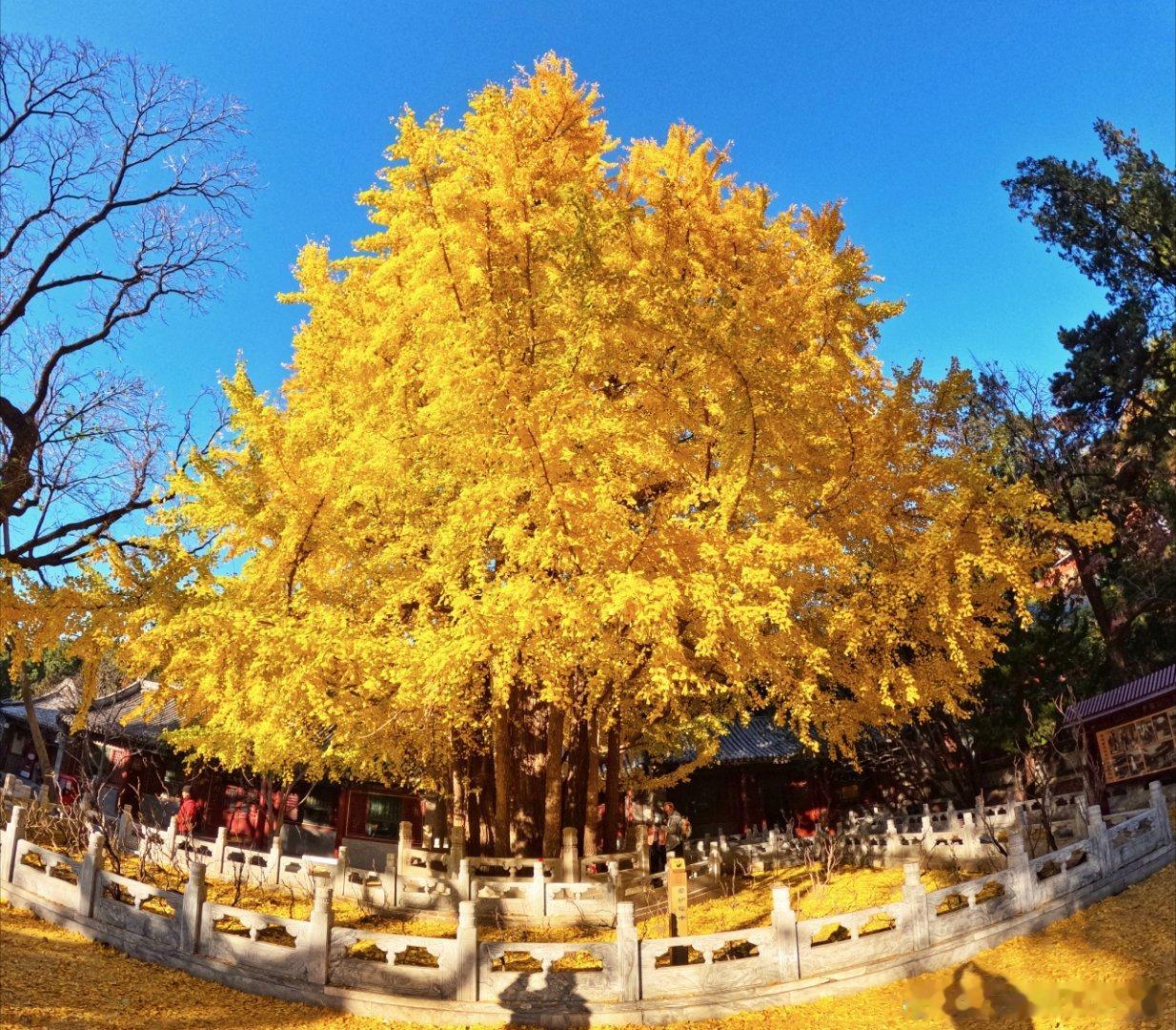 北京潭柘寺银杏2024.11.4摄影
