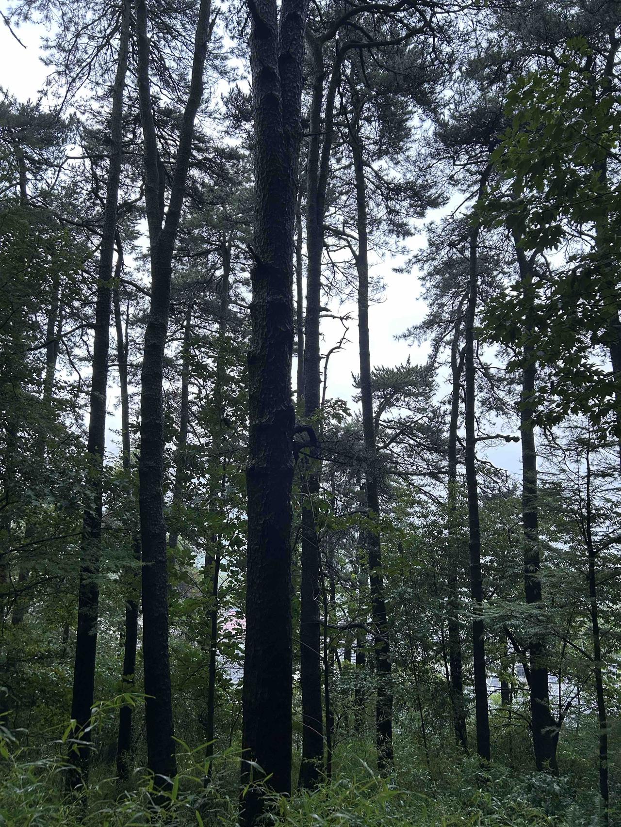 褪去浮躁，接纳日常。好好吃饭，好好生活，日子温柔，万事顺遂。