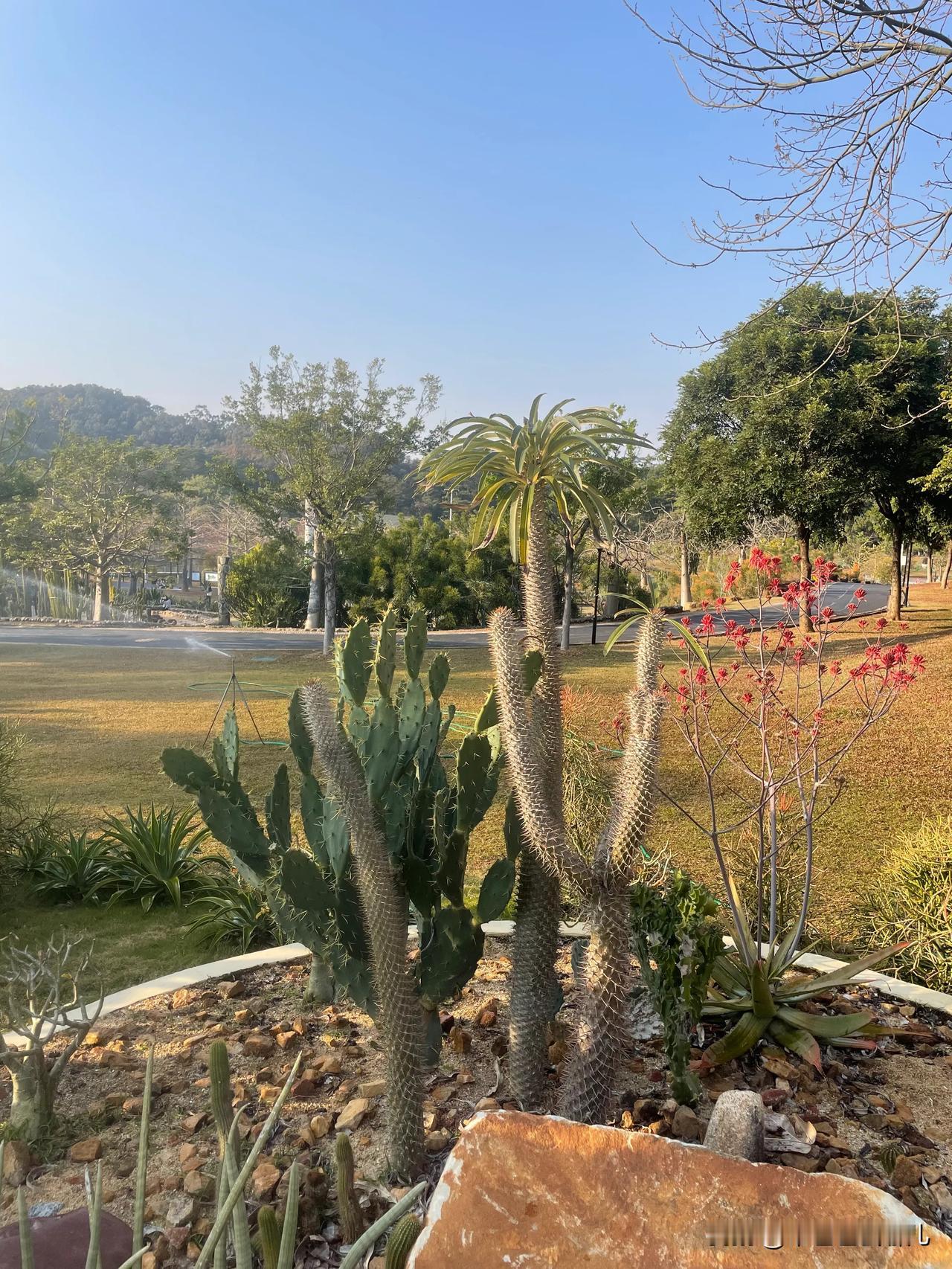 东莞植物园，邂逅春日凤凰盛景
随手拍春景，踏入东莞植物园，便与一场绚烂不期而遇。