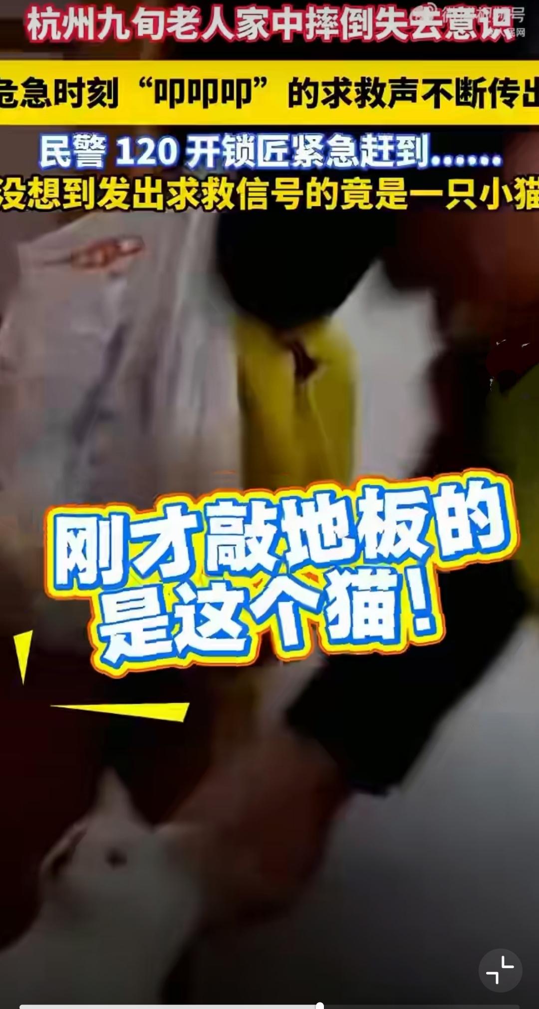 最近杭州发生了一件让人心头一暖又忍不住后怕的事儿——一只猫咪用“咚咚咚”的敲击声