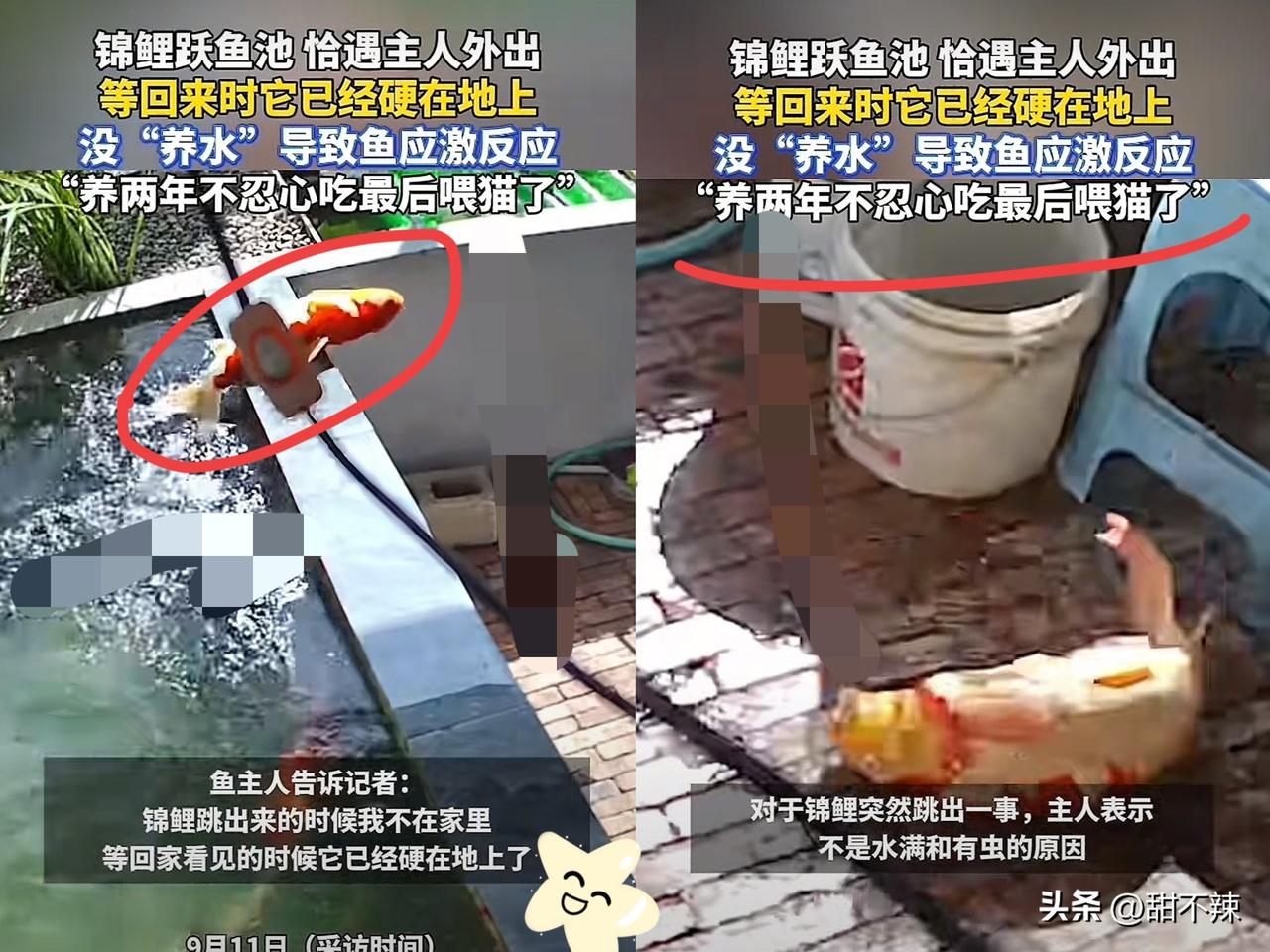 “这就是命啊！”近日，云南蒙自，一男子出门办点事，回家竟见养了两年的锦鲤硬邦邦粘