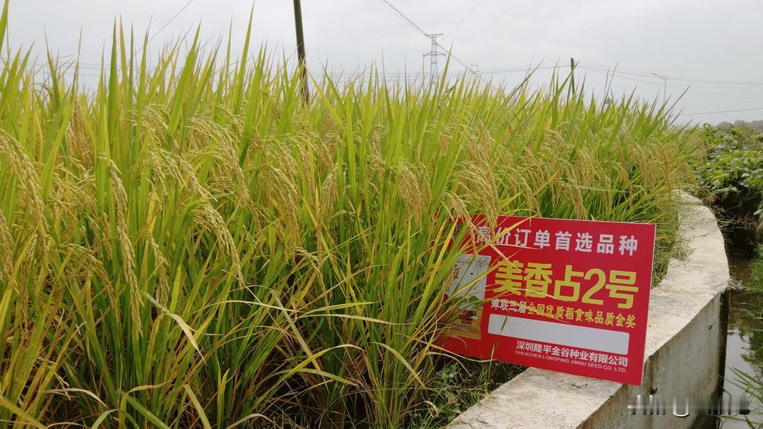 【优质稻品种】美香占2号稻米品质好，香味浓郁，软硬适中，是食味品质最好的优质香稻