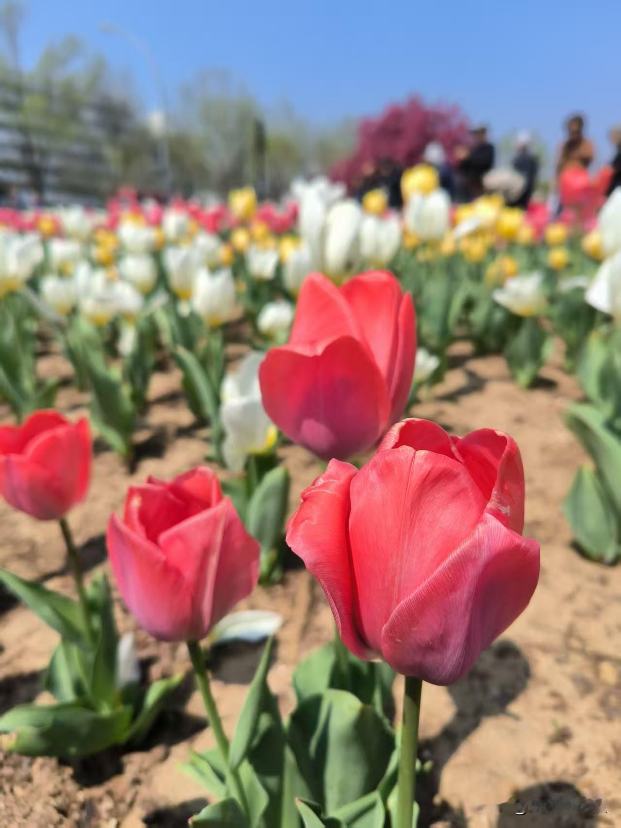 友谊北路上，水晶宫饭店对过的友谊公园，种植了大片的郁金香，吸引众多市民前来观赏拍